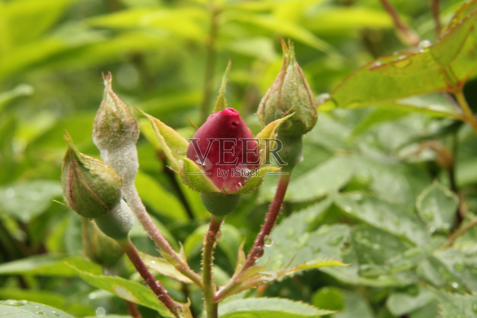 滴在花蕾上照片摄影图片