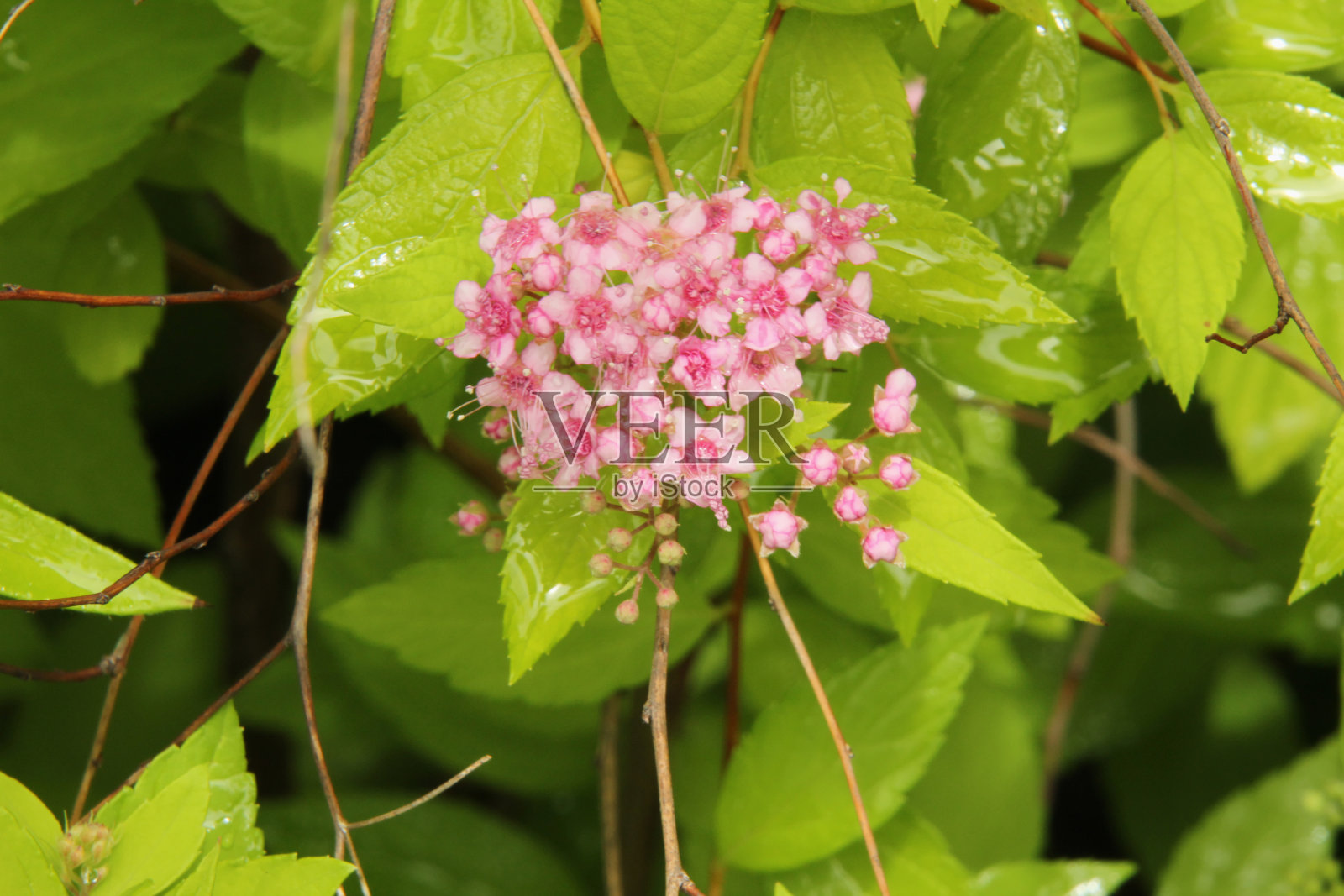 雨后的粉红色和白色小花照片摄影图片