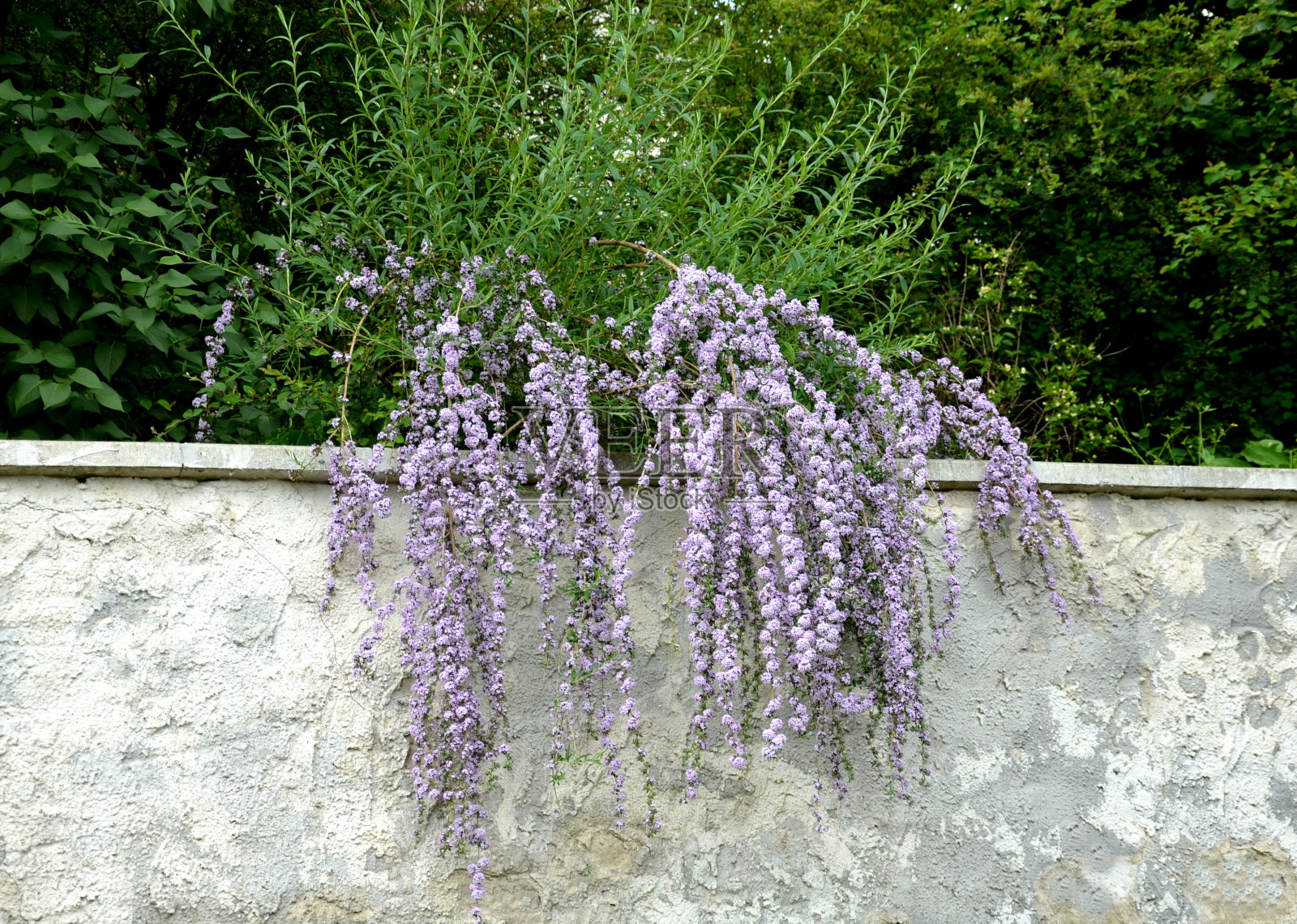 互生荷花为多年生落叶灌木或小乔木，高可达3米，长得粗壮宽叶披针形，对生，具短叶柄。芬芳的花朵盛开照片摄影图片