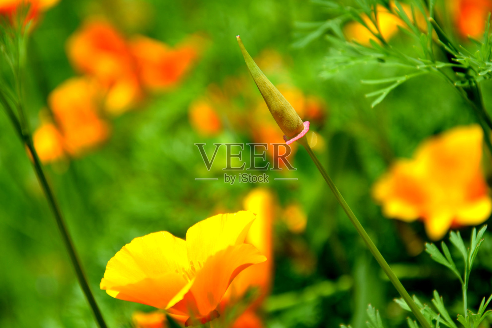 加利福尼亚紫堇是一种一年生至多年生草本植物，生长在温暖干燥的地区，因其独特的花朵和易于养护的土壤而被种植。它来自北美，照片摄影图片