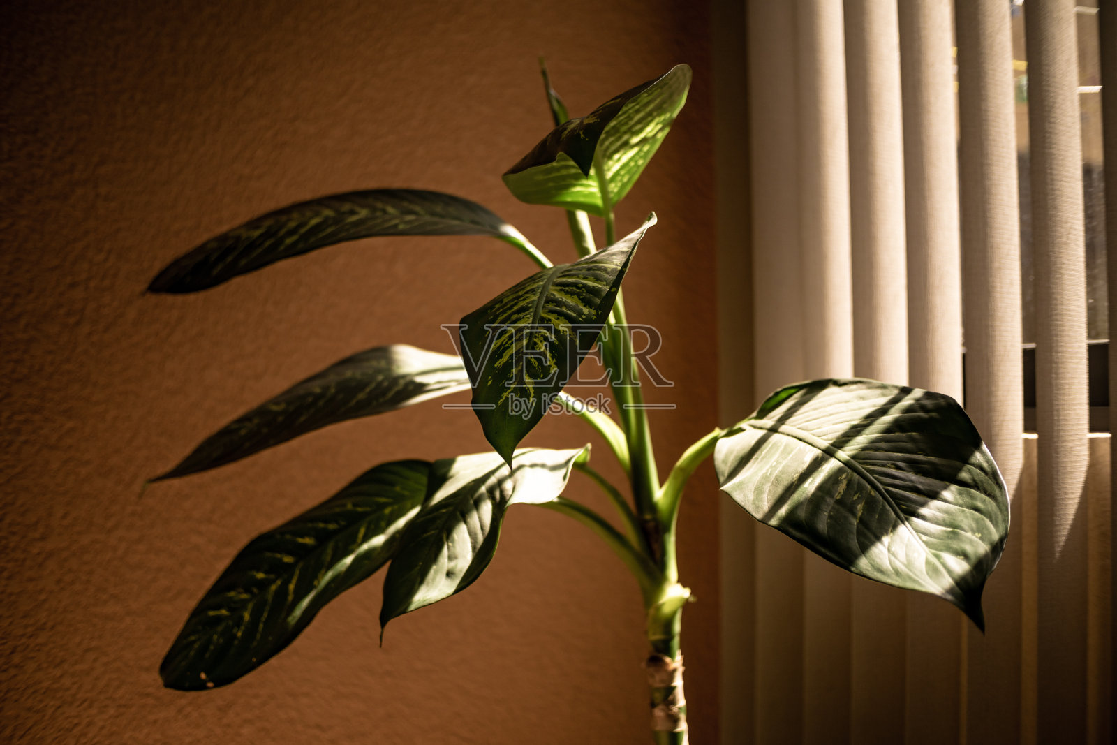 中等大小的银器沐浴着从窗口射进来的阳光照片摄影图片