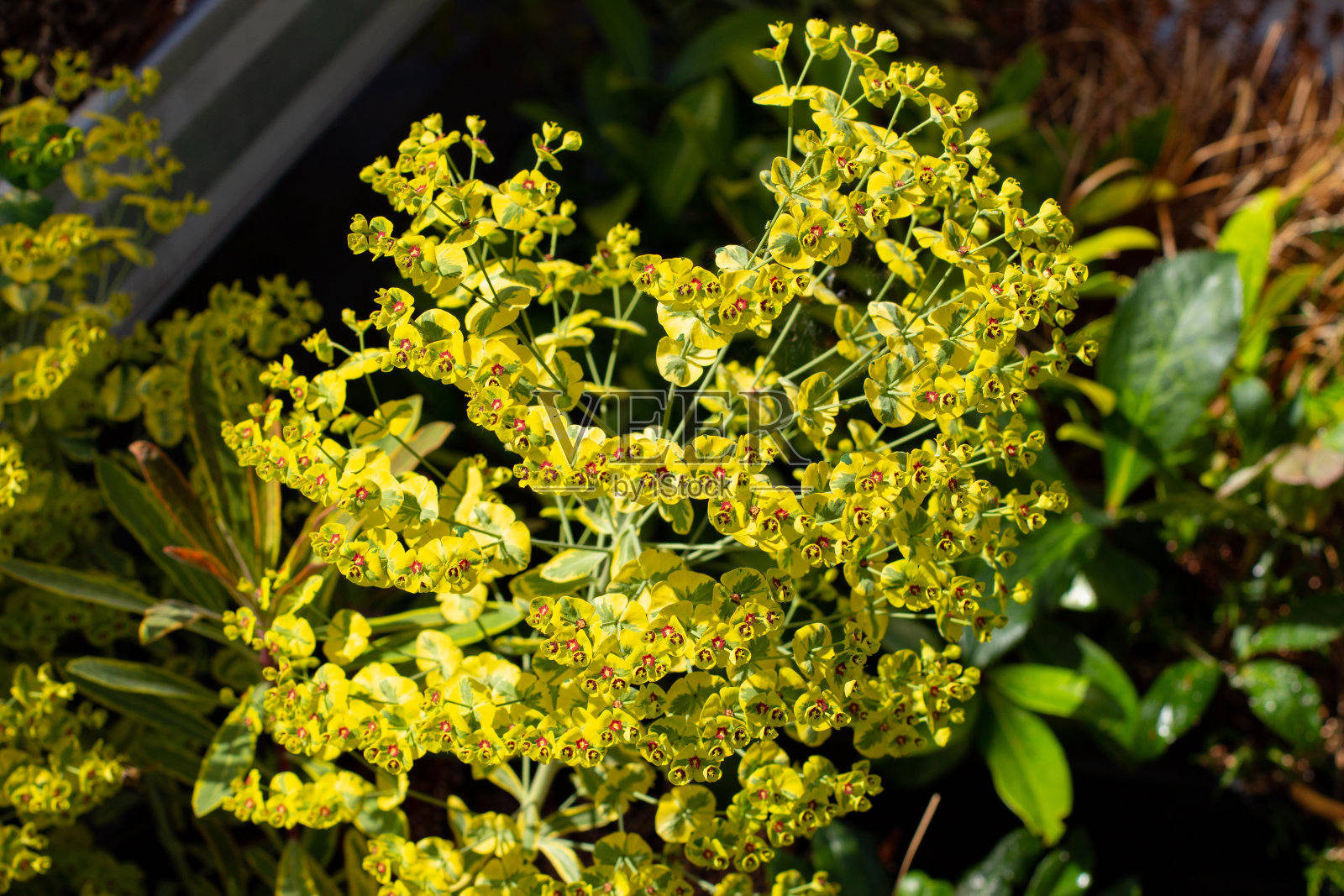 地中海大戟、大戟或大戟的开花照片摄影图片