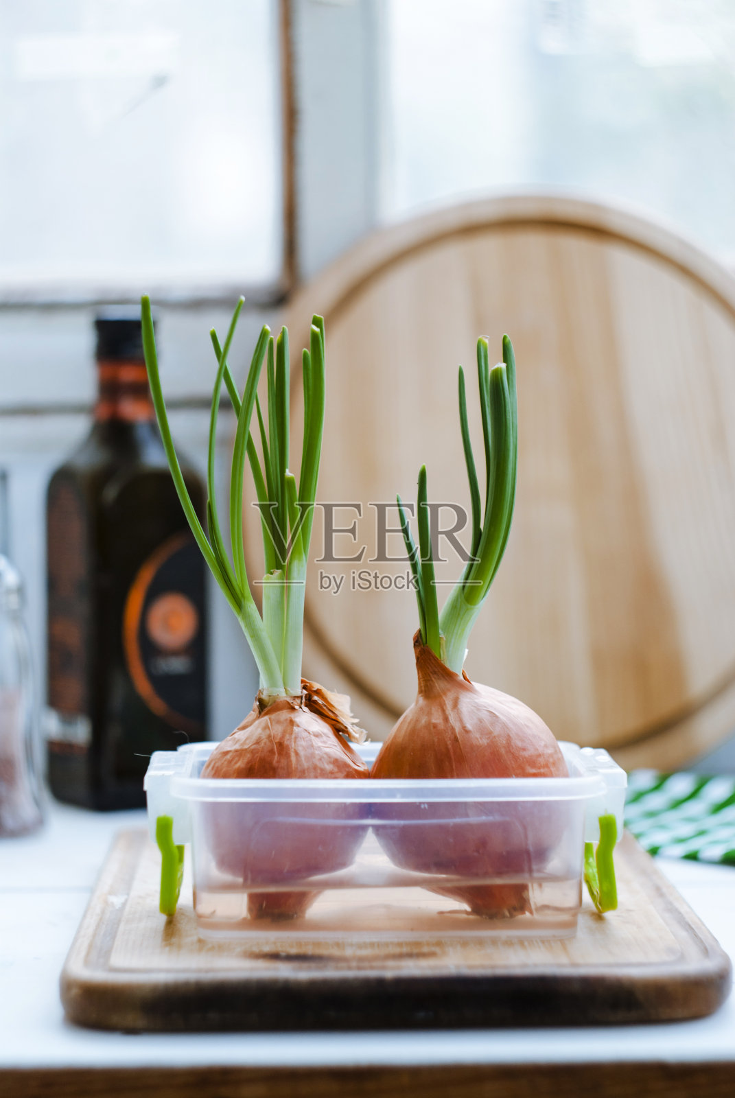 厨房桌子上有发芽的洋葱。绿色洋葱特写。照片摄影图片