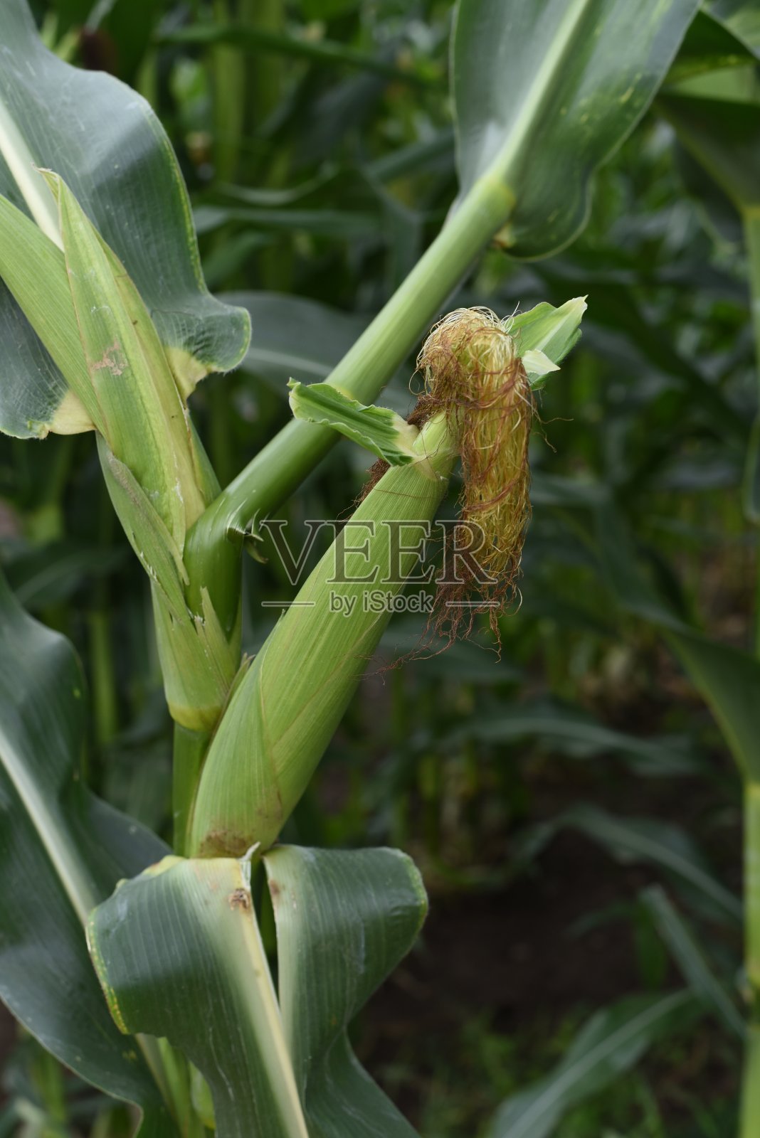 美国西南部的一处农田。玉米田。多云和凉爽的天气。美丽的大自然。照片摄影图片