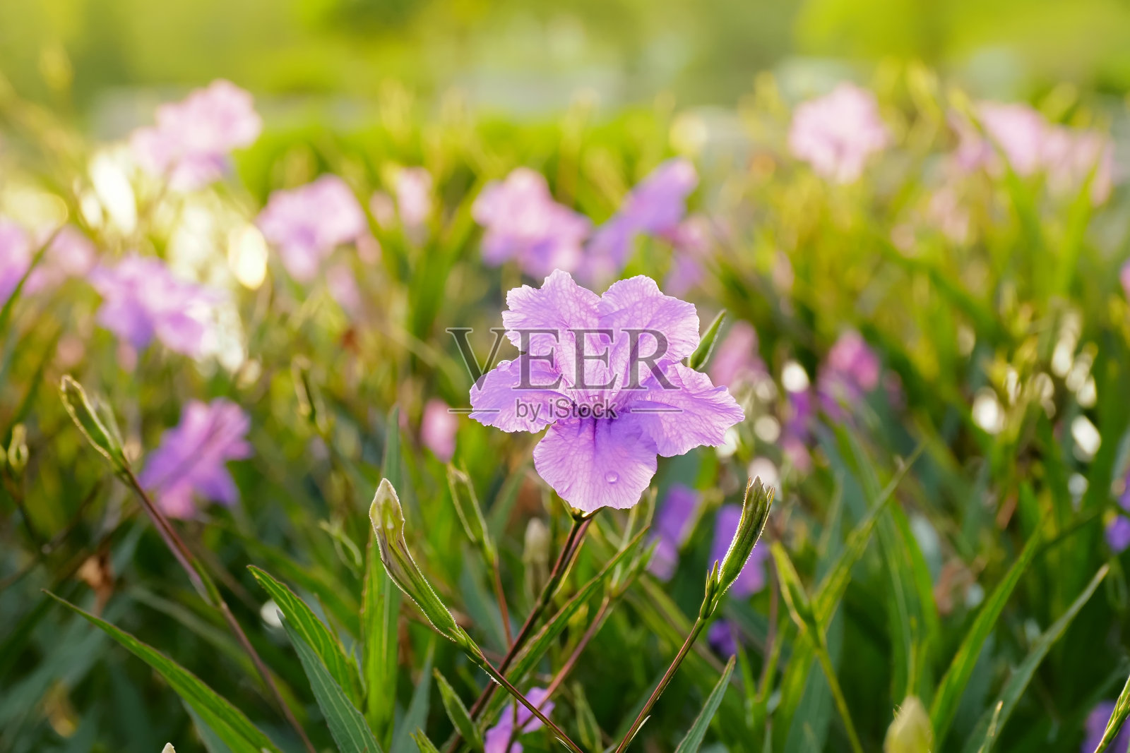 晚香玉在花园中绽放照片摄影图片