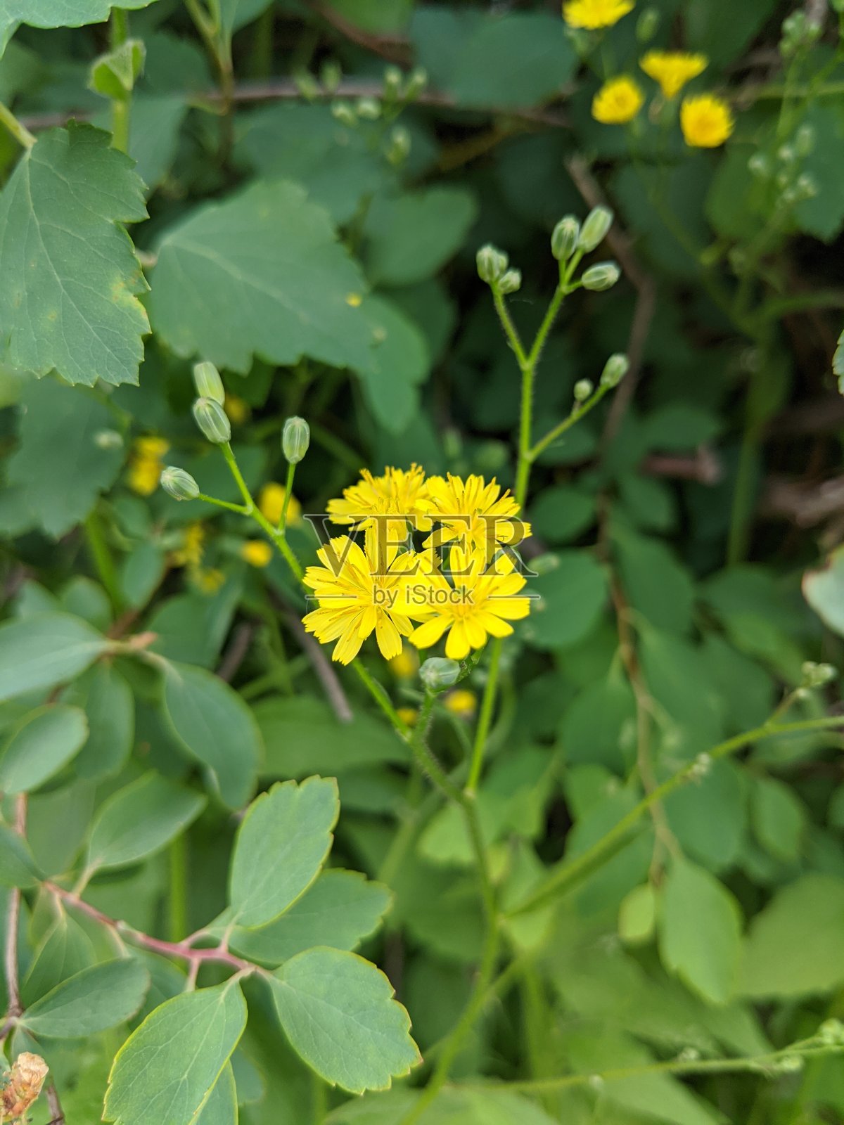 野花照片摄影图片