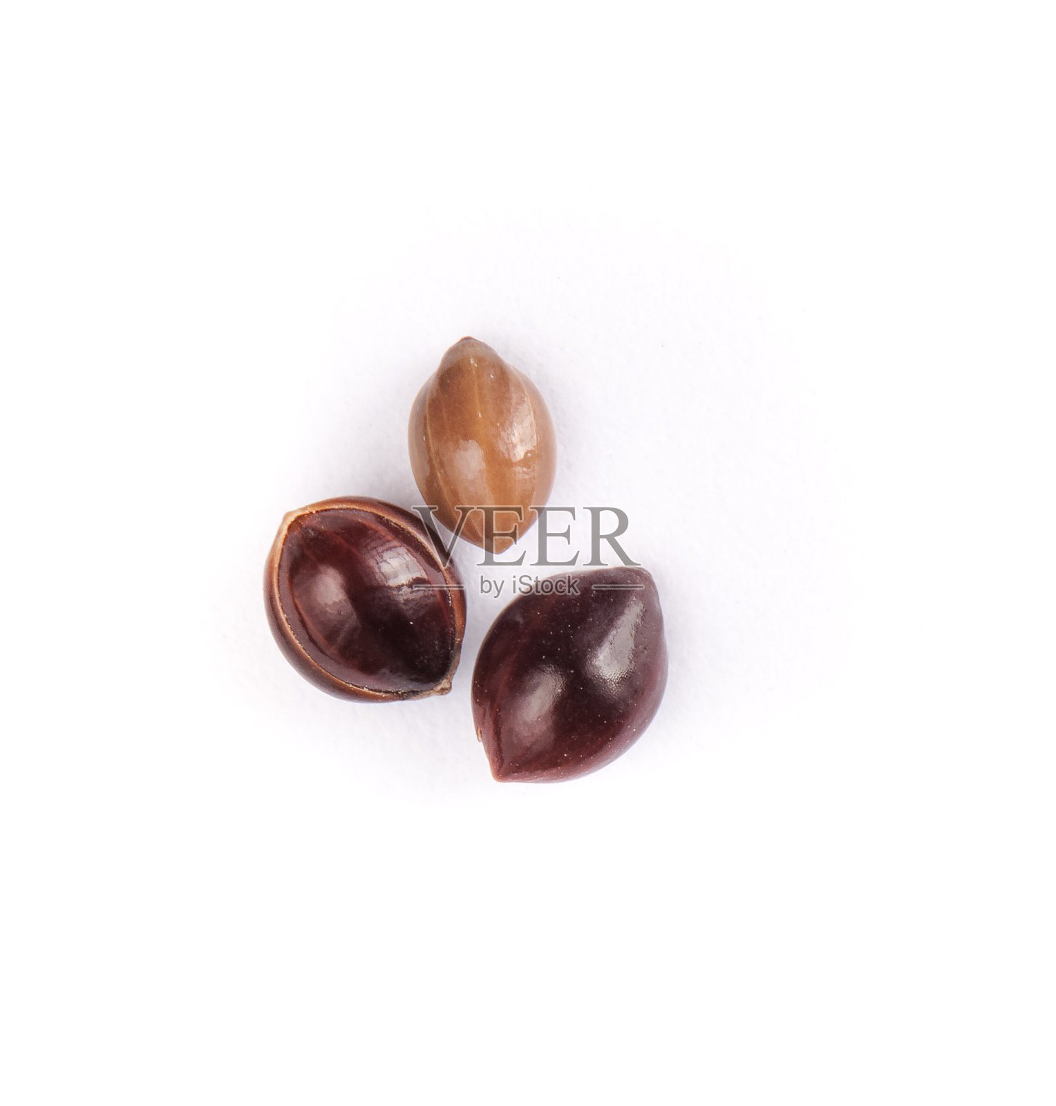 工作室拍摄的白色背景下的黑粟照片摄影图片