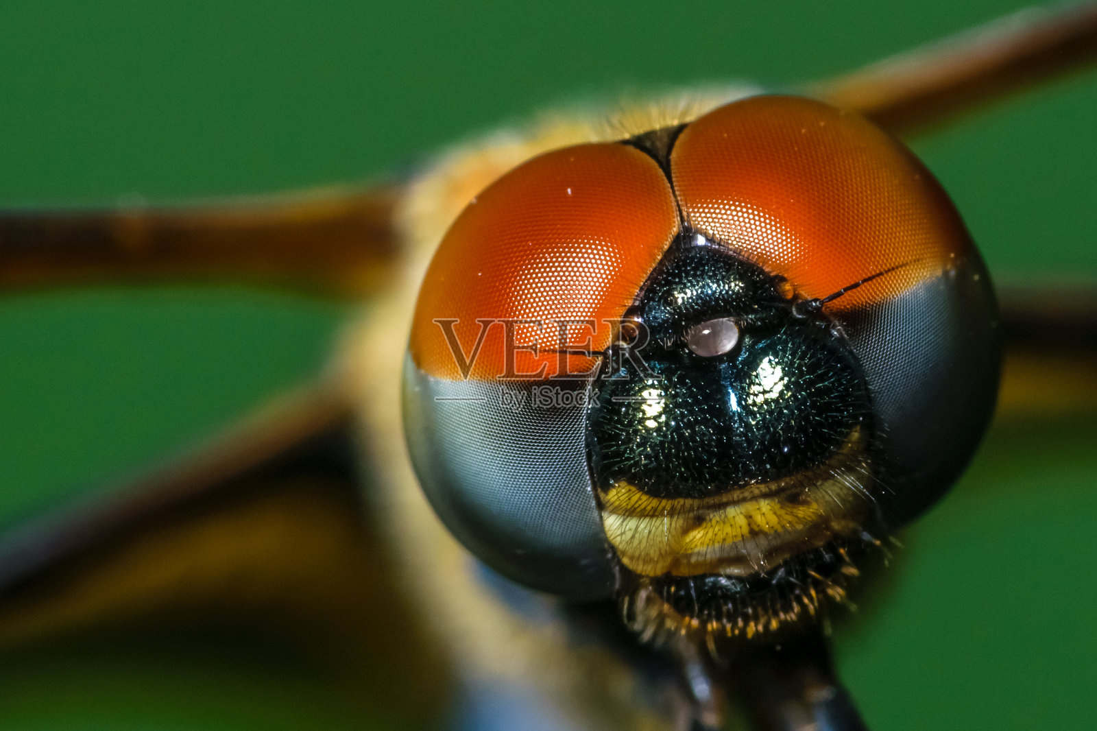 这是一只蜻蜓的微距镜头，选择性地聚焦在它的头部。昆虫可见的复眼照片摄影图片