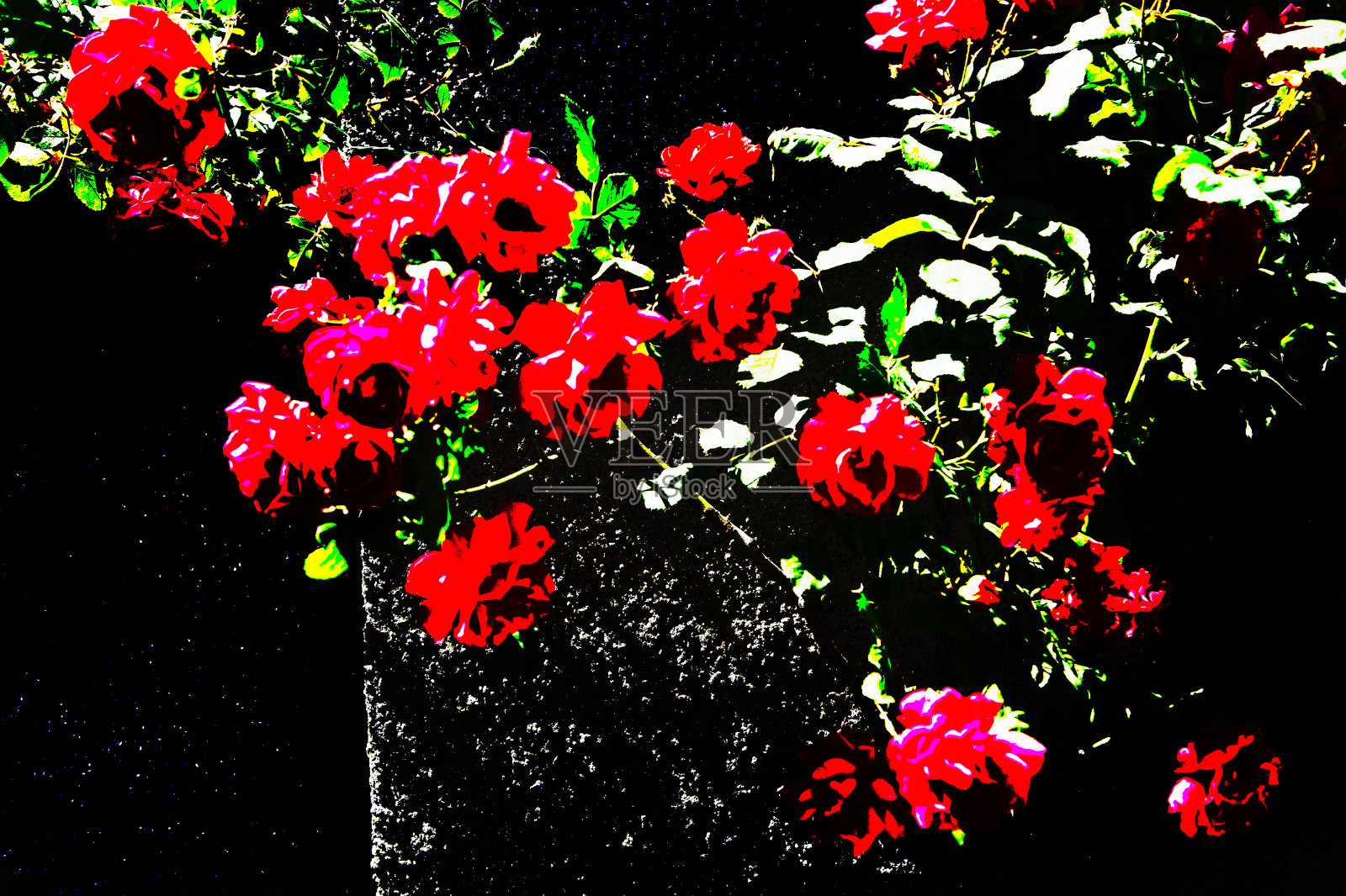 抽象的玫瑰照片摄影图片