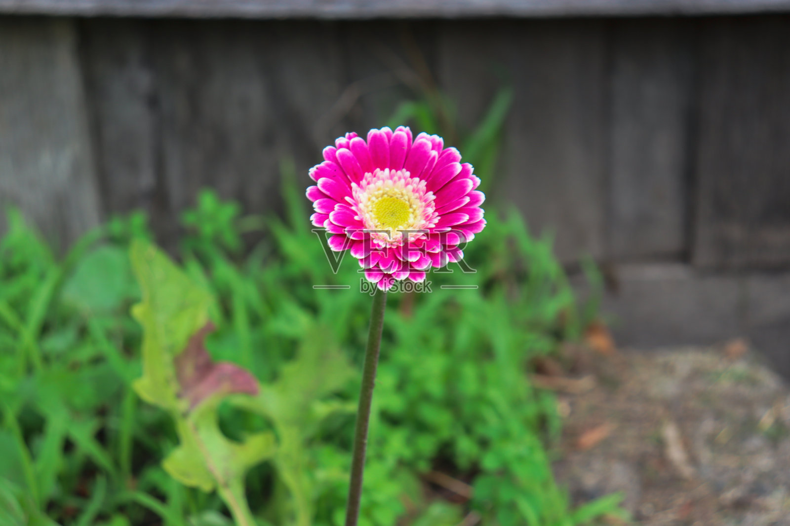 花园里有粉红色的花照片摄影图片