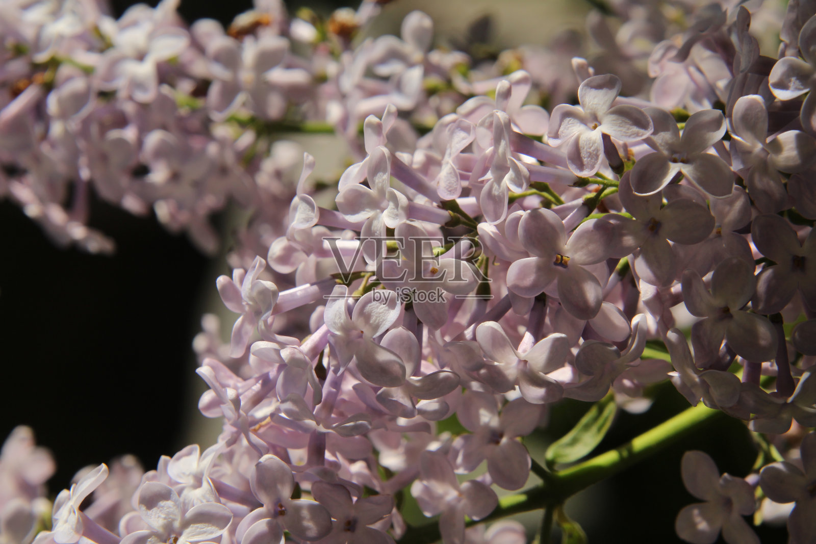近距离的盛开紫丁香照片摄影图片
