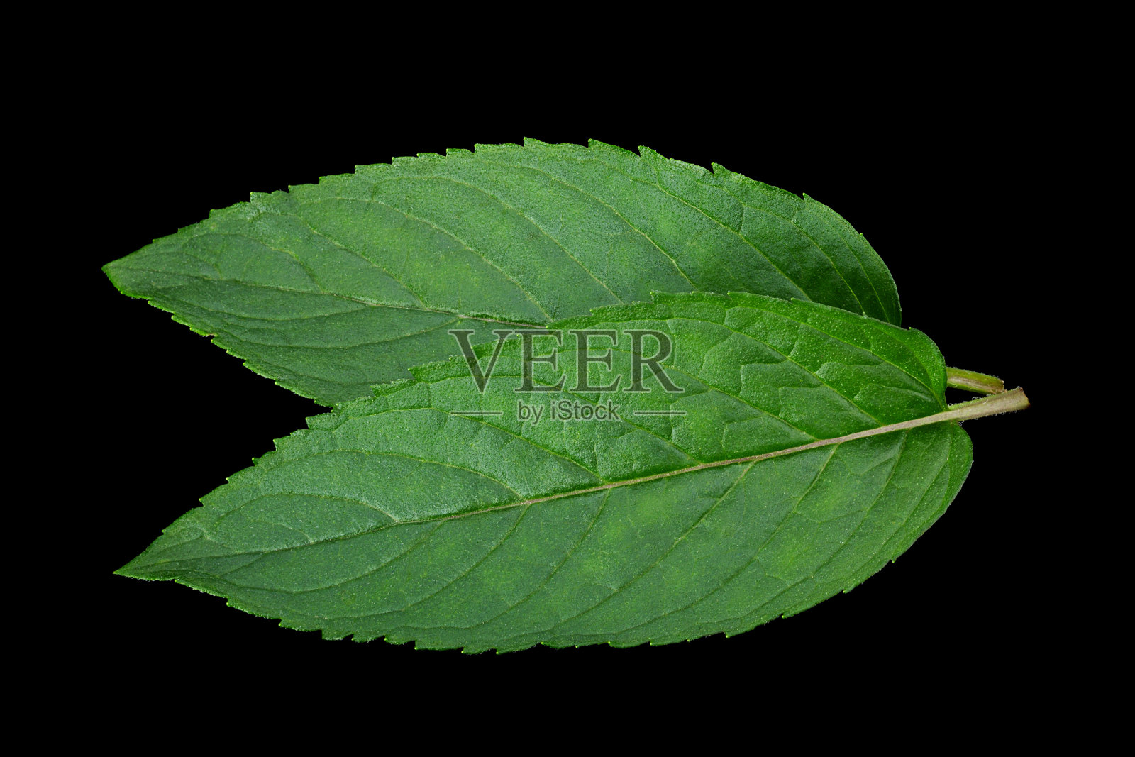 黑色的薄荷叶照片摄影图片