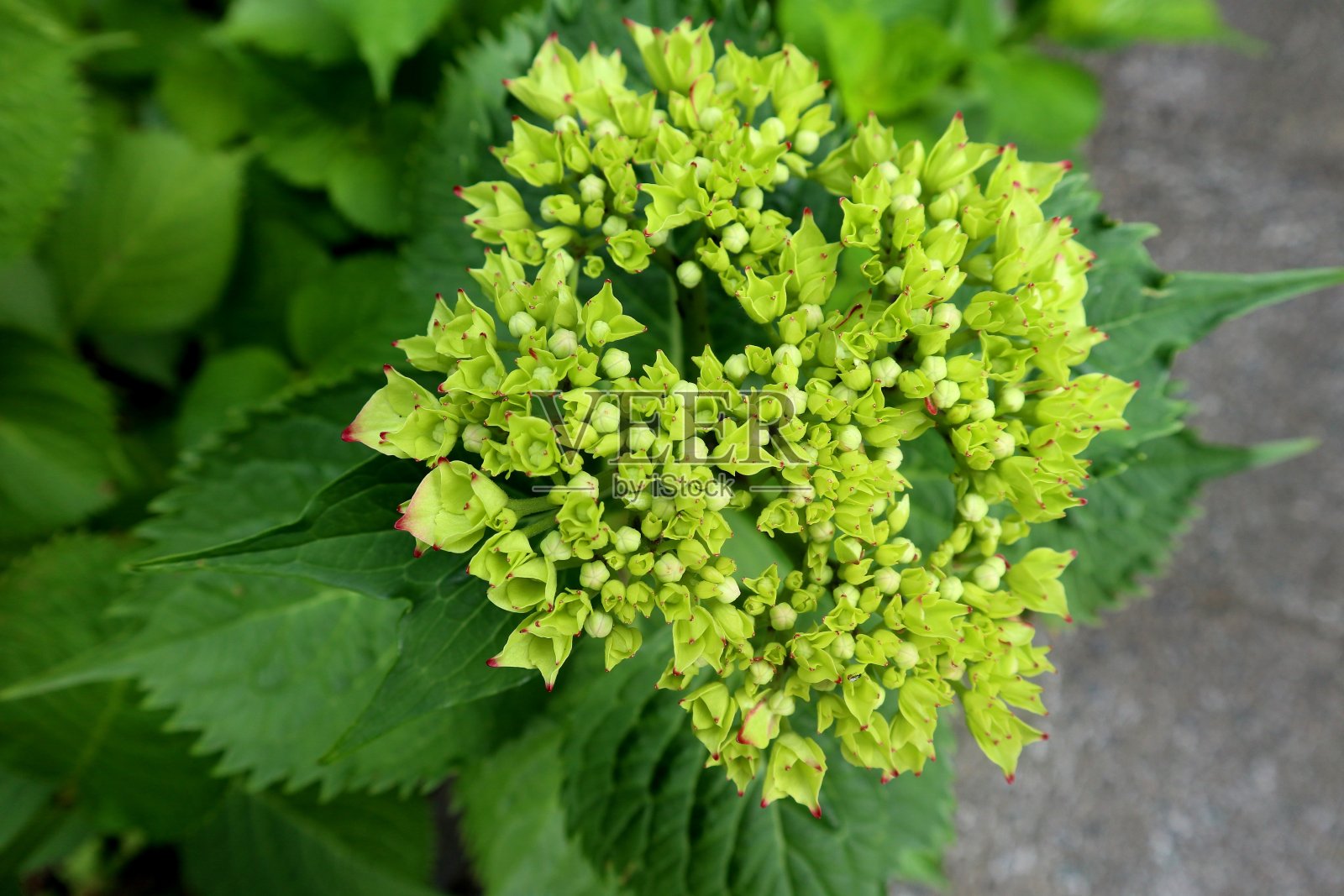 新冠疫情封锁期间的爱好照片摄影图片