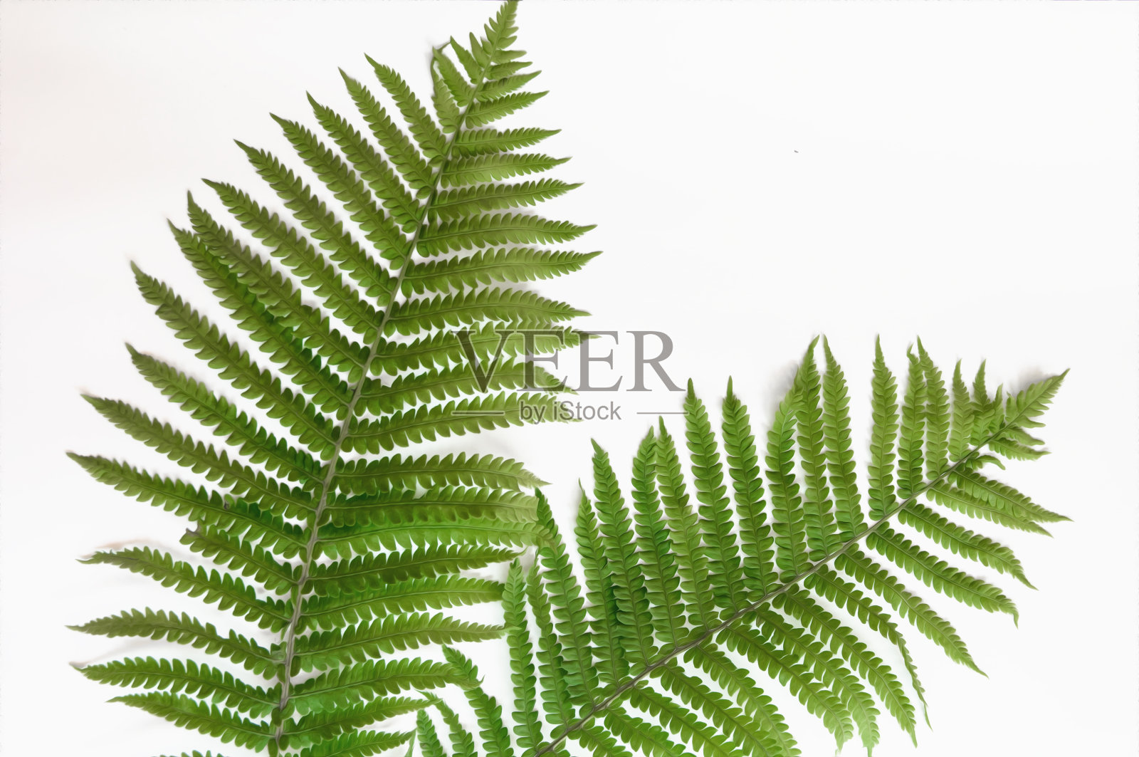 极简主义风格，蕨类叶子在纸背景照片摄影图片