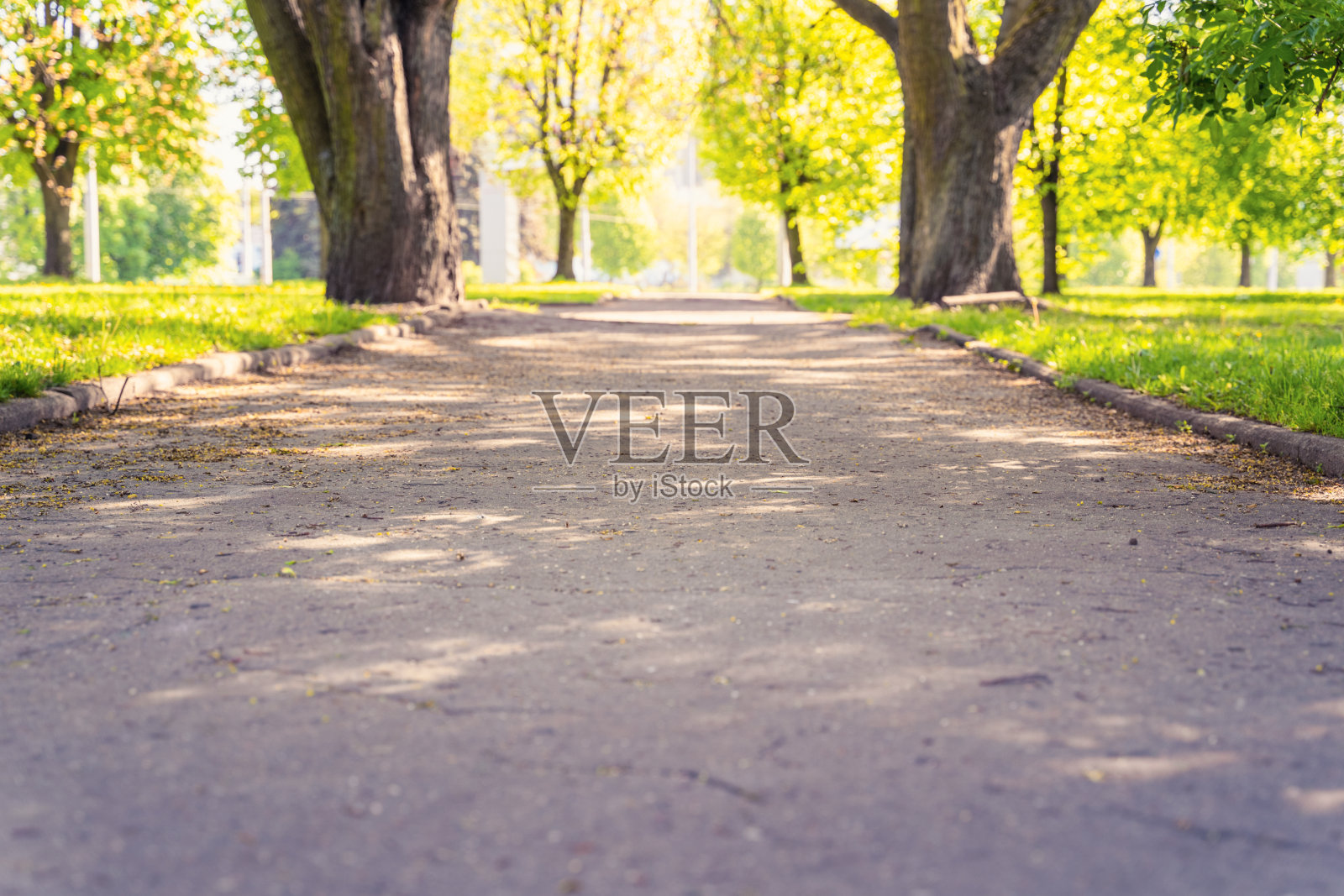 公园的小巷和草坪在一个阳光明媚的日子里，柔焦，聚焦前景，模糊的背景照片摄影图片