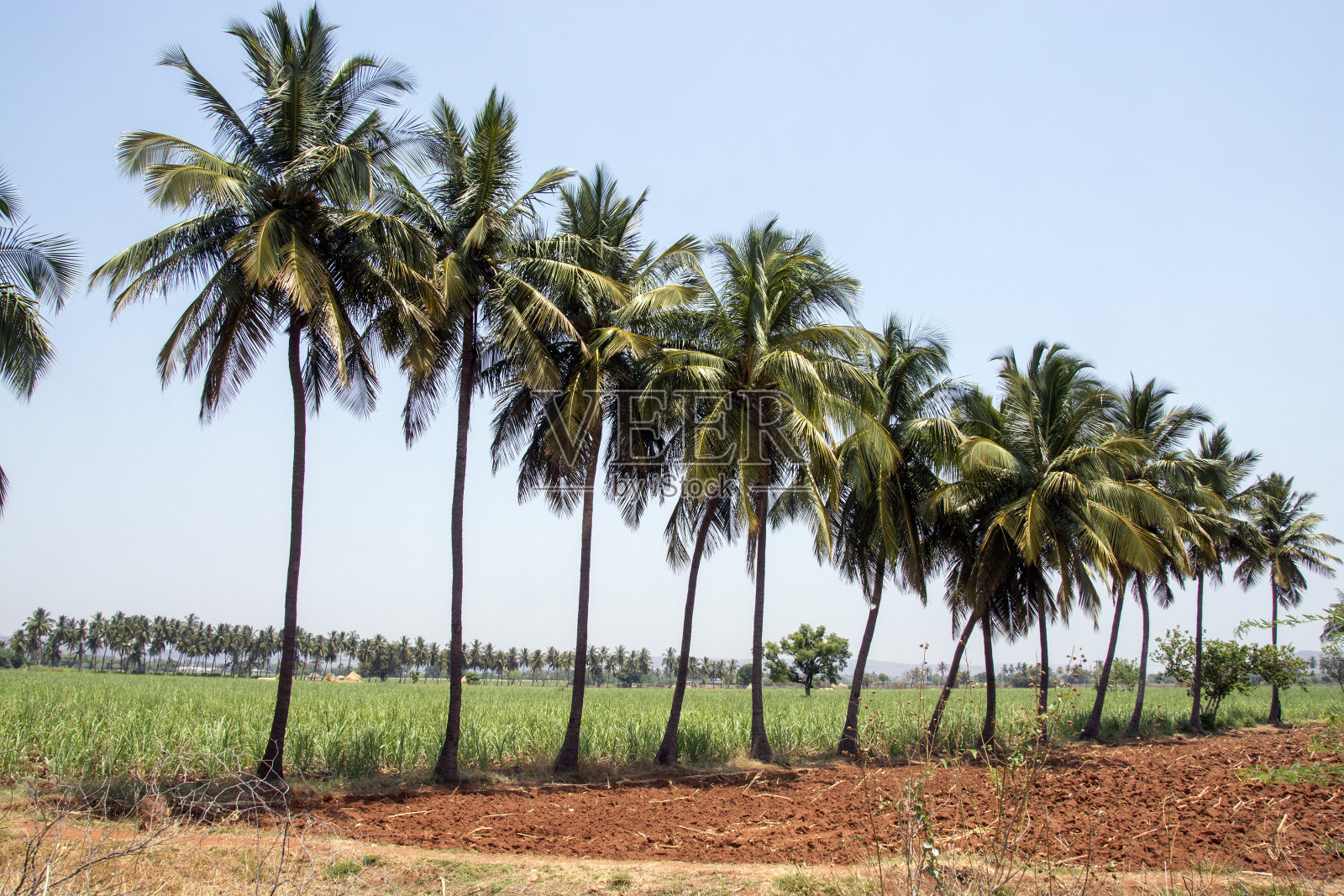 印度卡纳塔克邦巴达米的椰子树抽象照片照片摄影图片