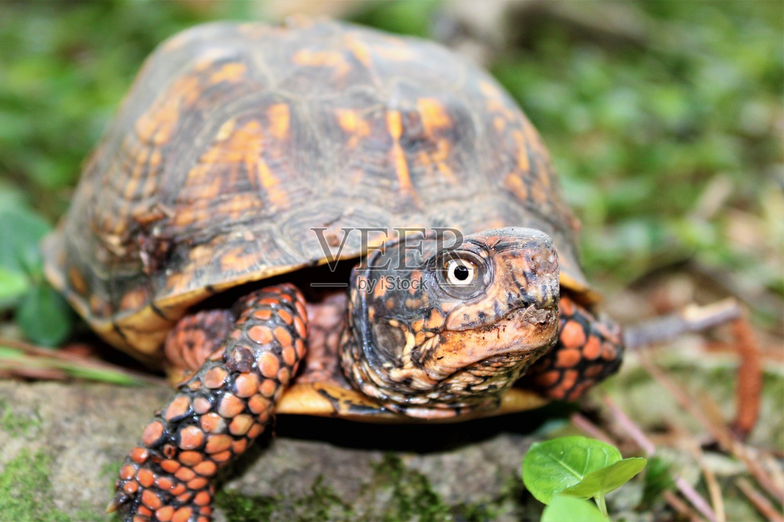 雌东方箱龟照片摄影图片