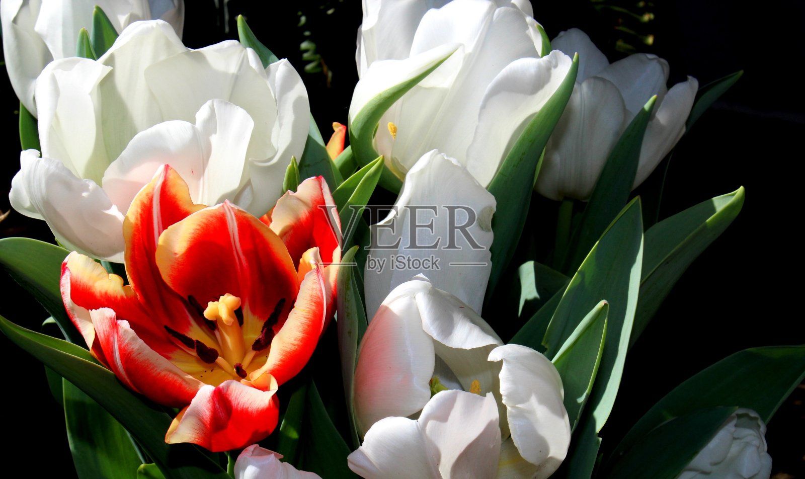 郁金香花照片摄影图片