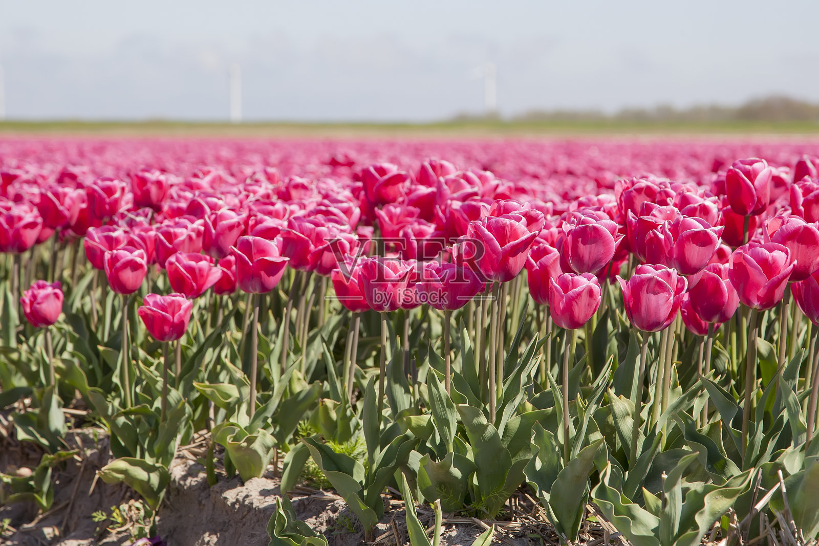 荷兰郁金香球茎花田。鲜艳多彩的郁金香，蓝色的天空背景照片摄影图片