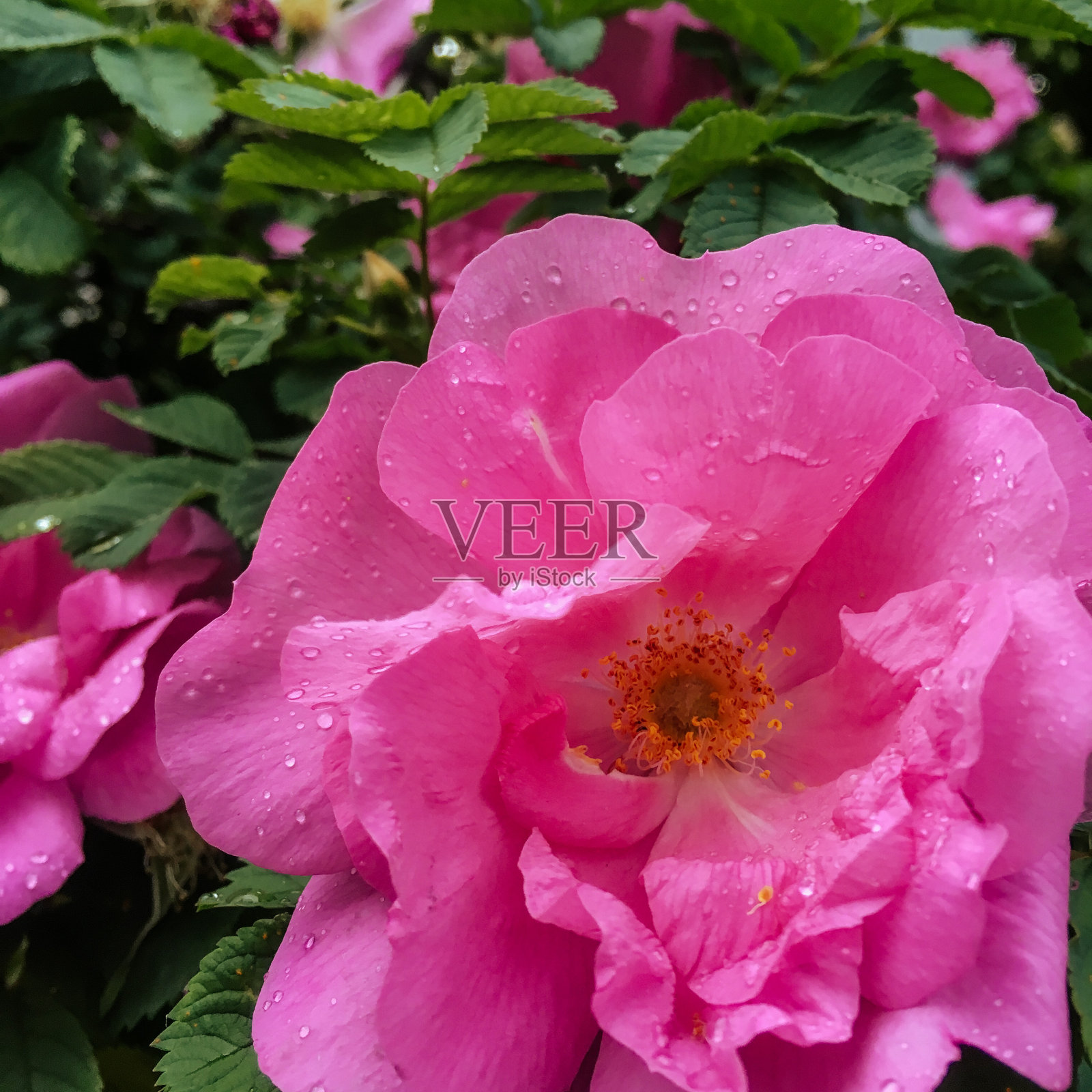 灌木上开着粉红色的花照片摄影图片