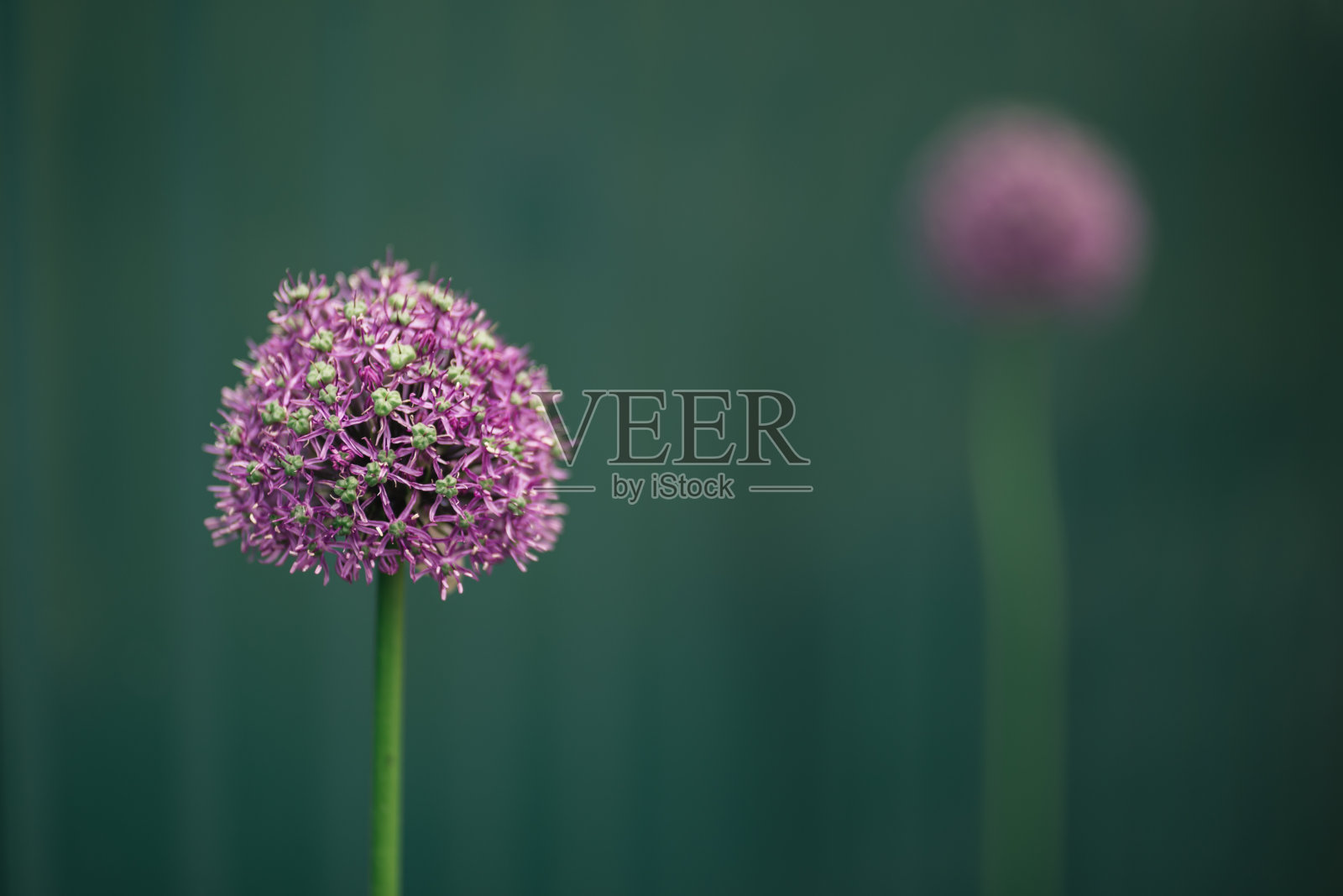 令人惊叹的蓬松的葱花在深绿色的背景。照片摄影图片