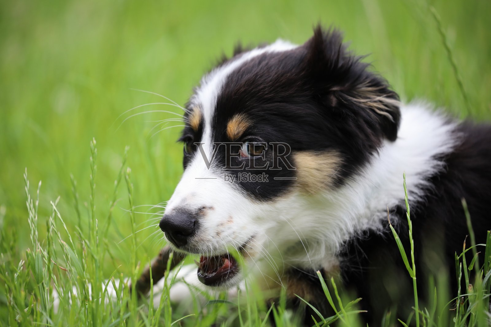 草地上的纯种小狗照片摄影图片