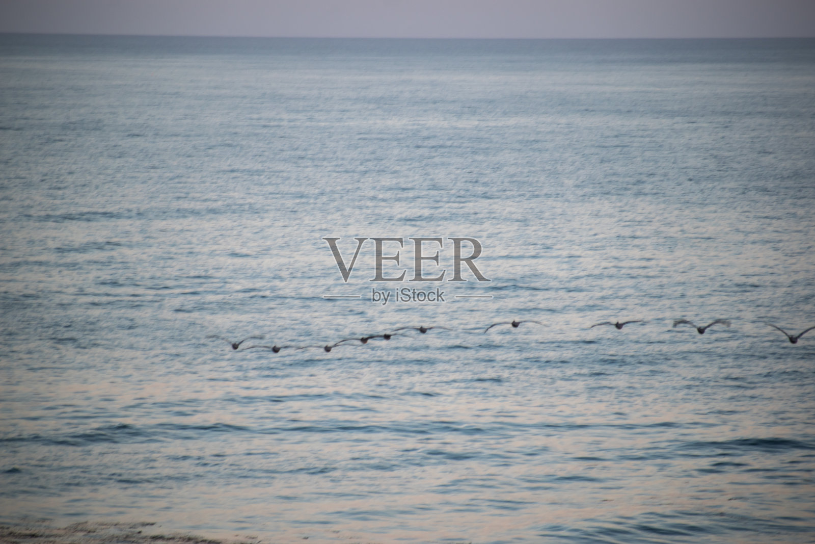 鸟群掠过中国加州兰乔帕洛斯弗迪斯海岸线照片摄影图片