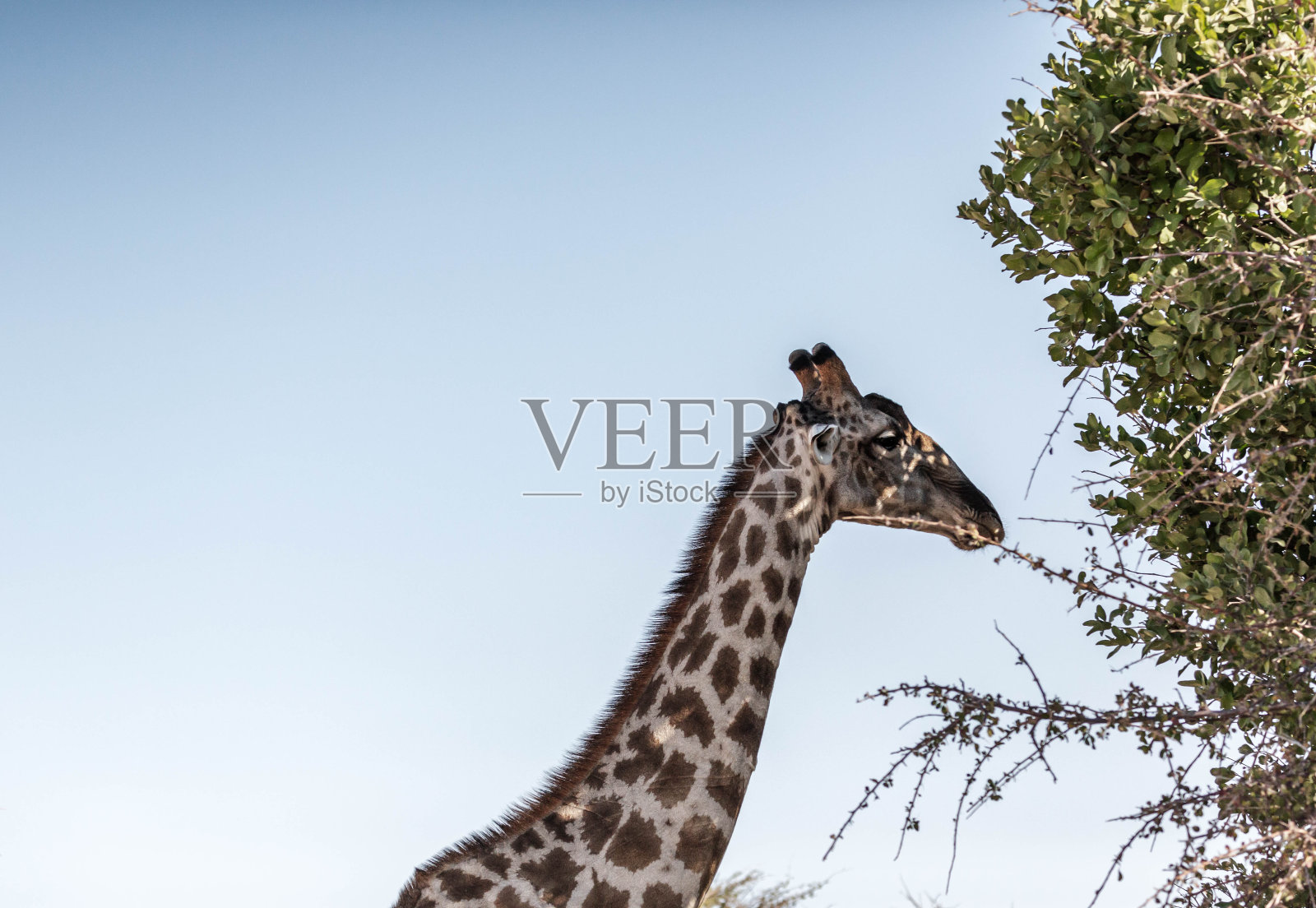 纳米比亚长颈鹿的肖像照片摄影图片