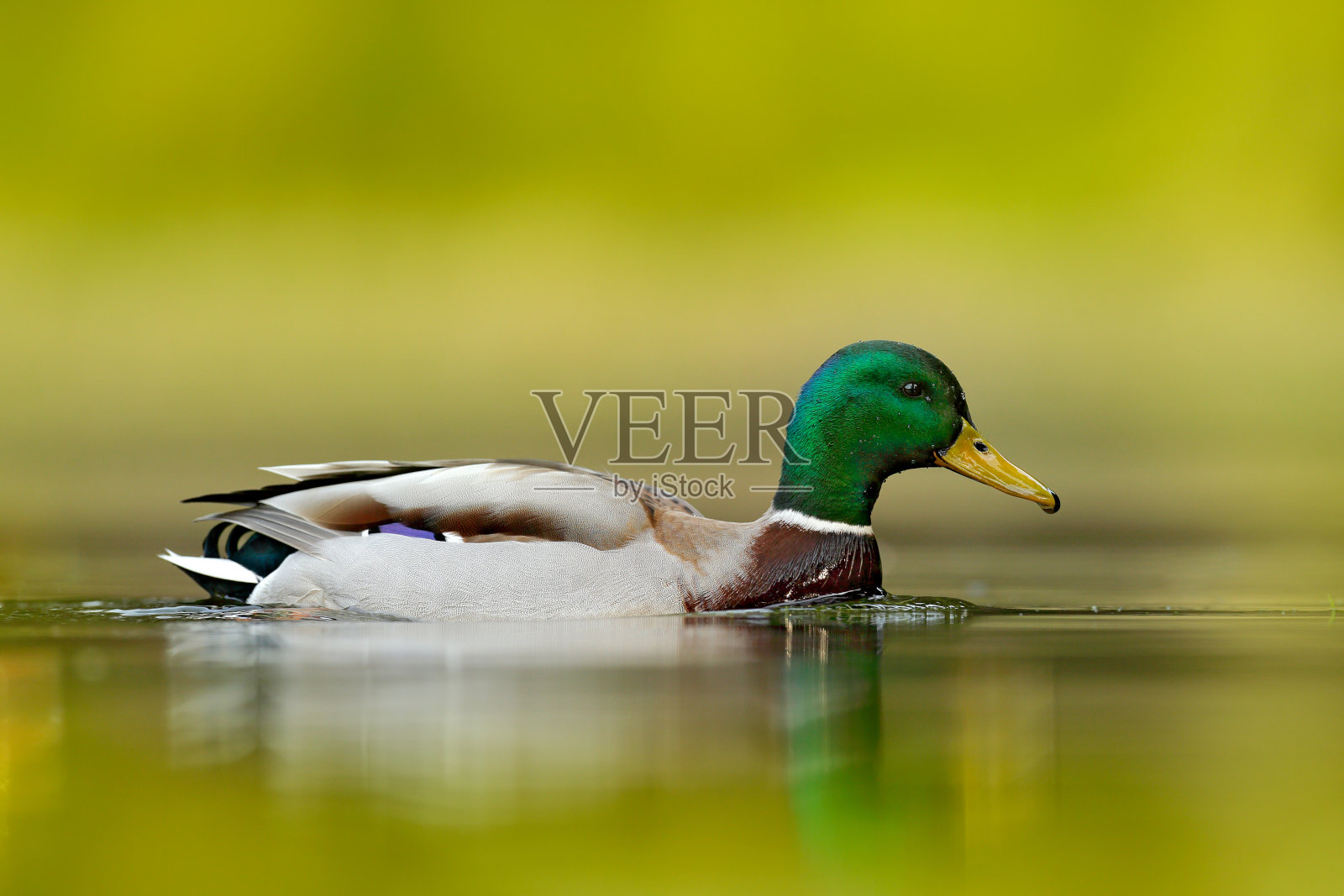 水鸟野鸭，在水中倒影。鸟在绿色的河里，德国。大自然的野生动物景象。照片摄影图片