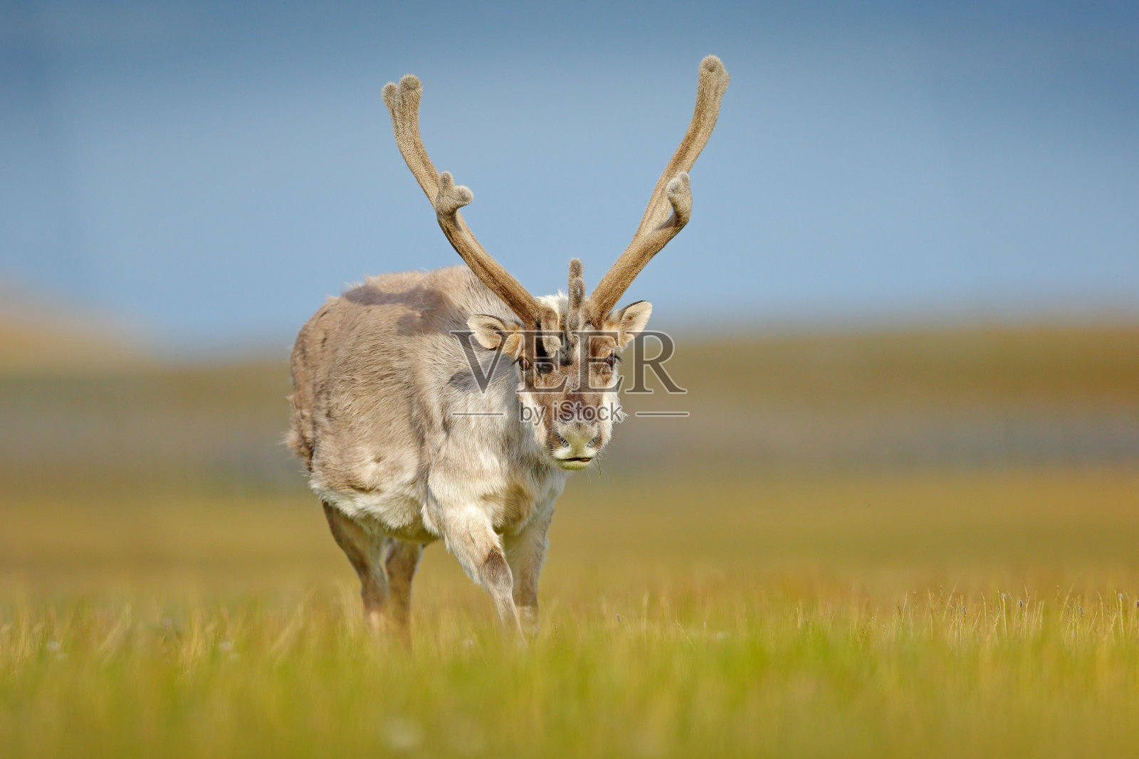 来自挪威的野生动物。挪威斯瓦尔巴特群岛碧绿的草地上，长着巨大鹿角的驯鹿Rangifer tarandus。来自欧洲北部的野生动物场景。照片摄影图片