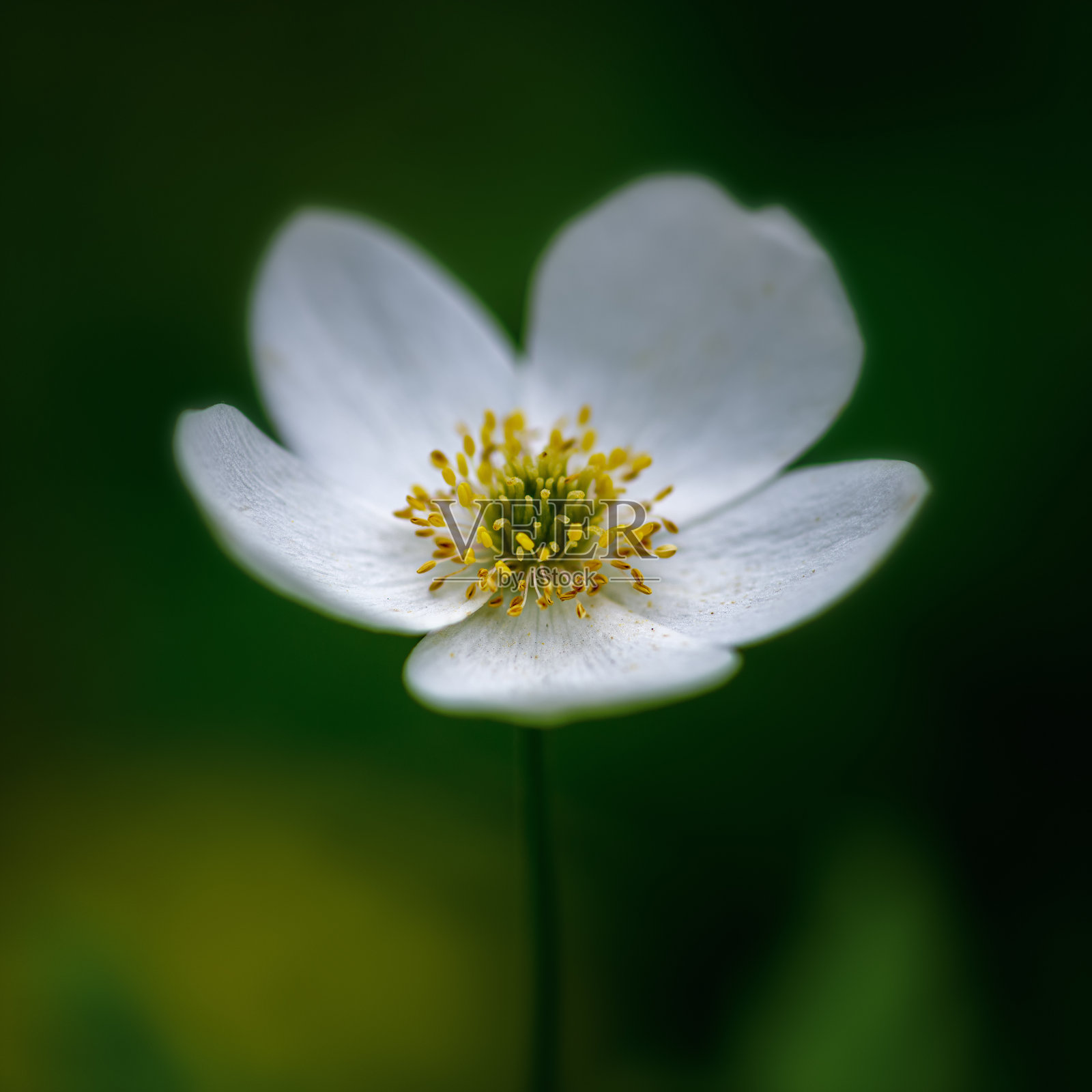 绿色背景上的白花照片摄影图片