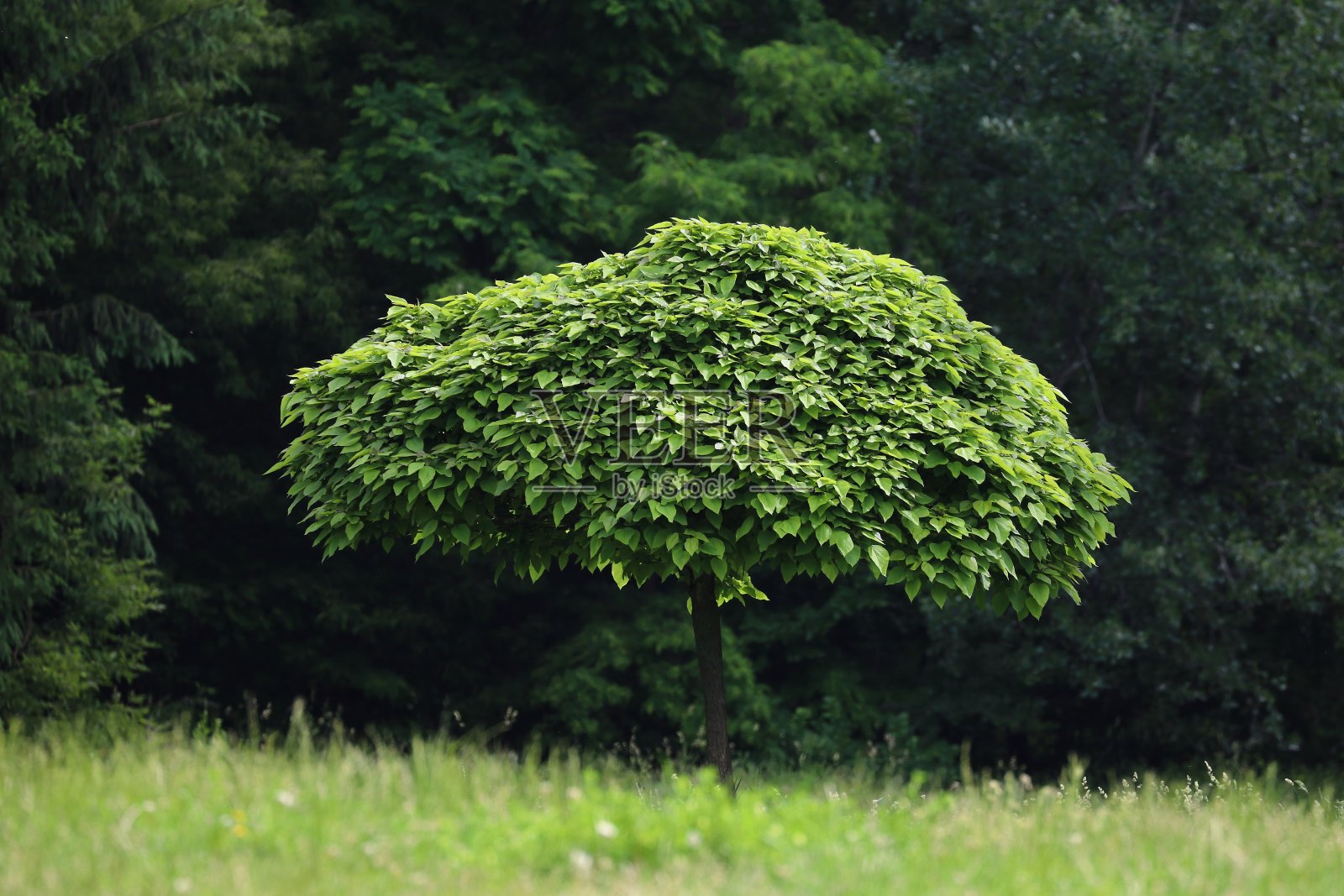 中高秆树照片摄影图片