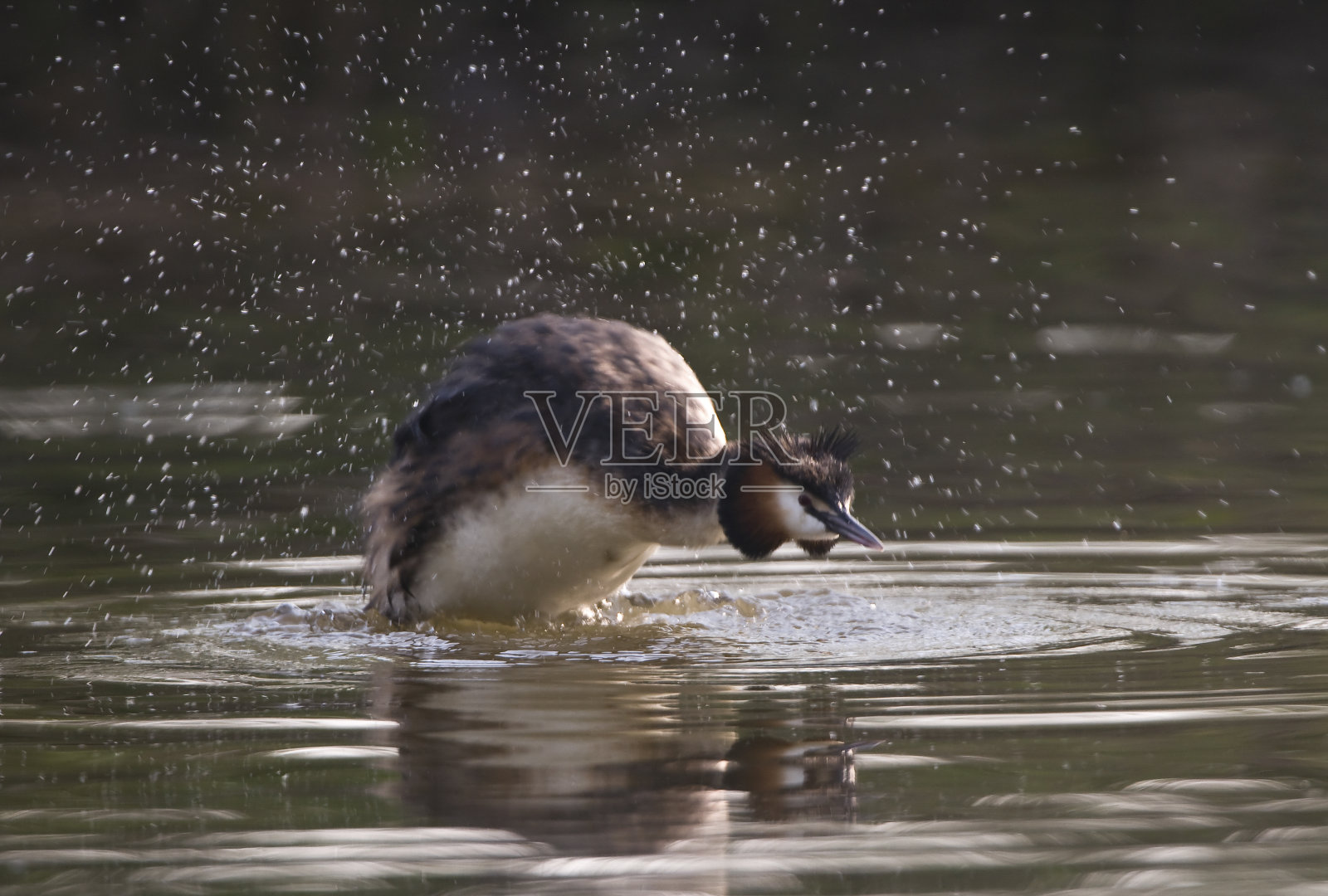 大冠水鸟照片摄影图片
