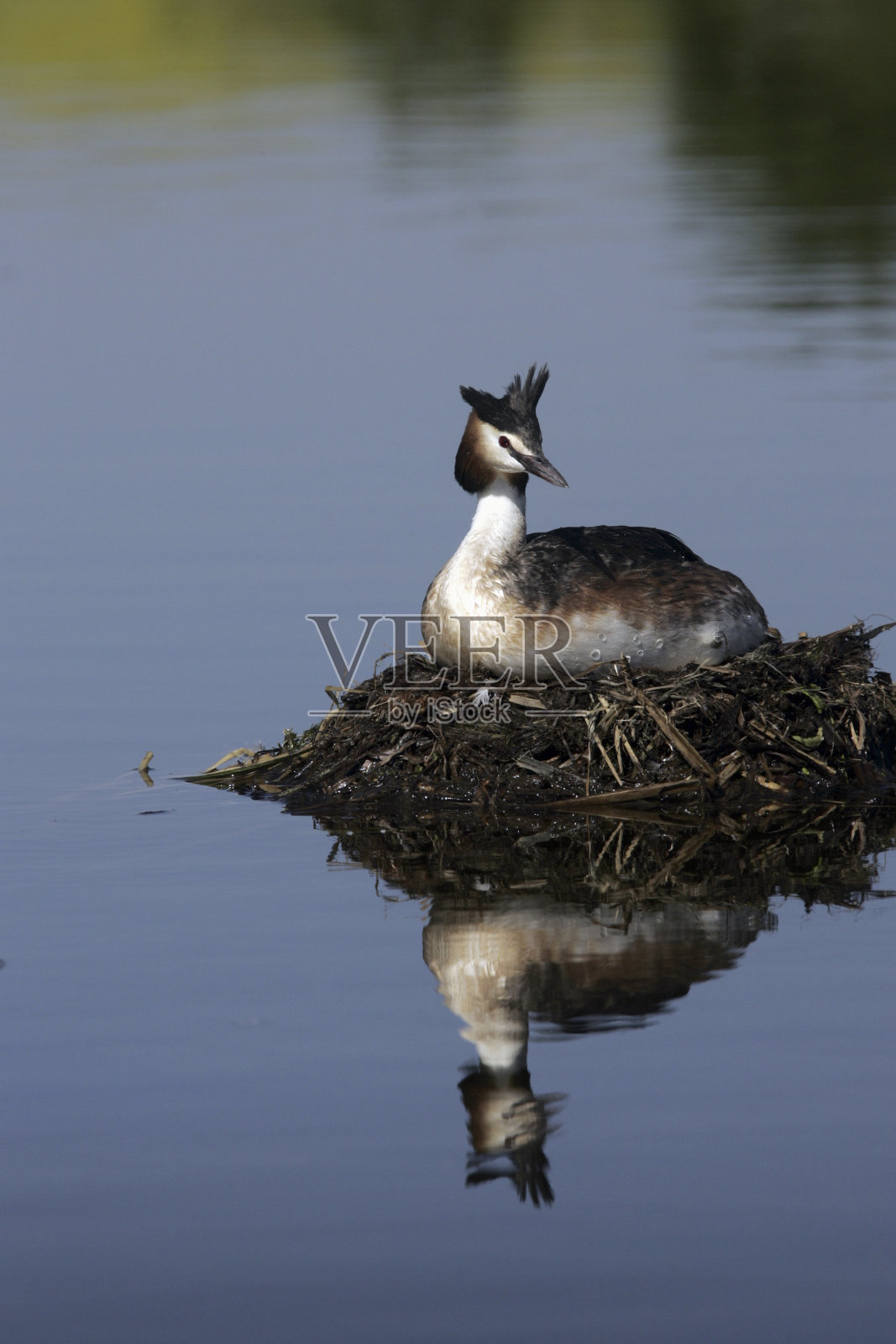 大冠水鸟照片摄影图片