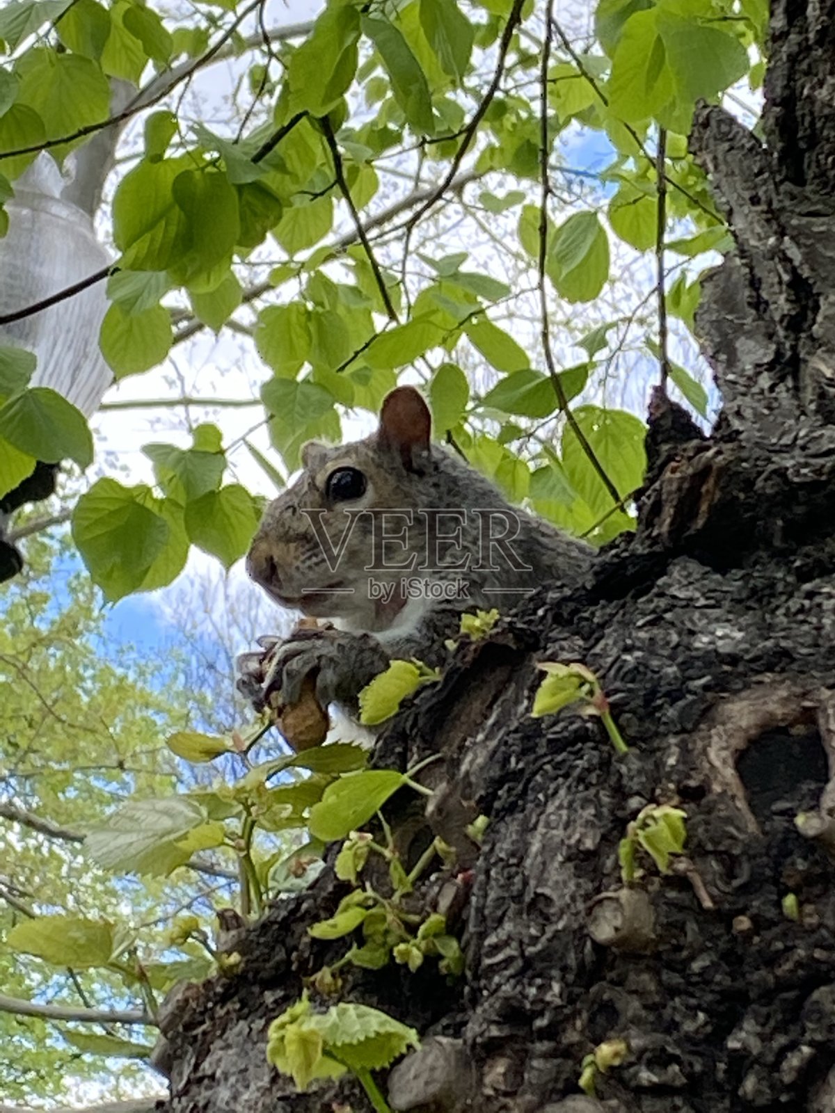 松鼠在波士顿吃花生照片摄影图片
