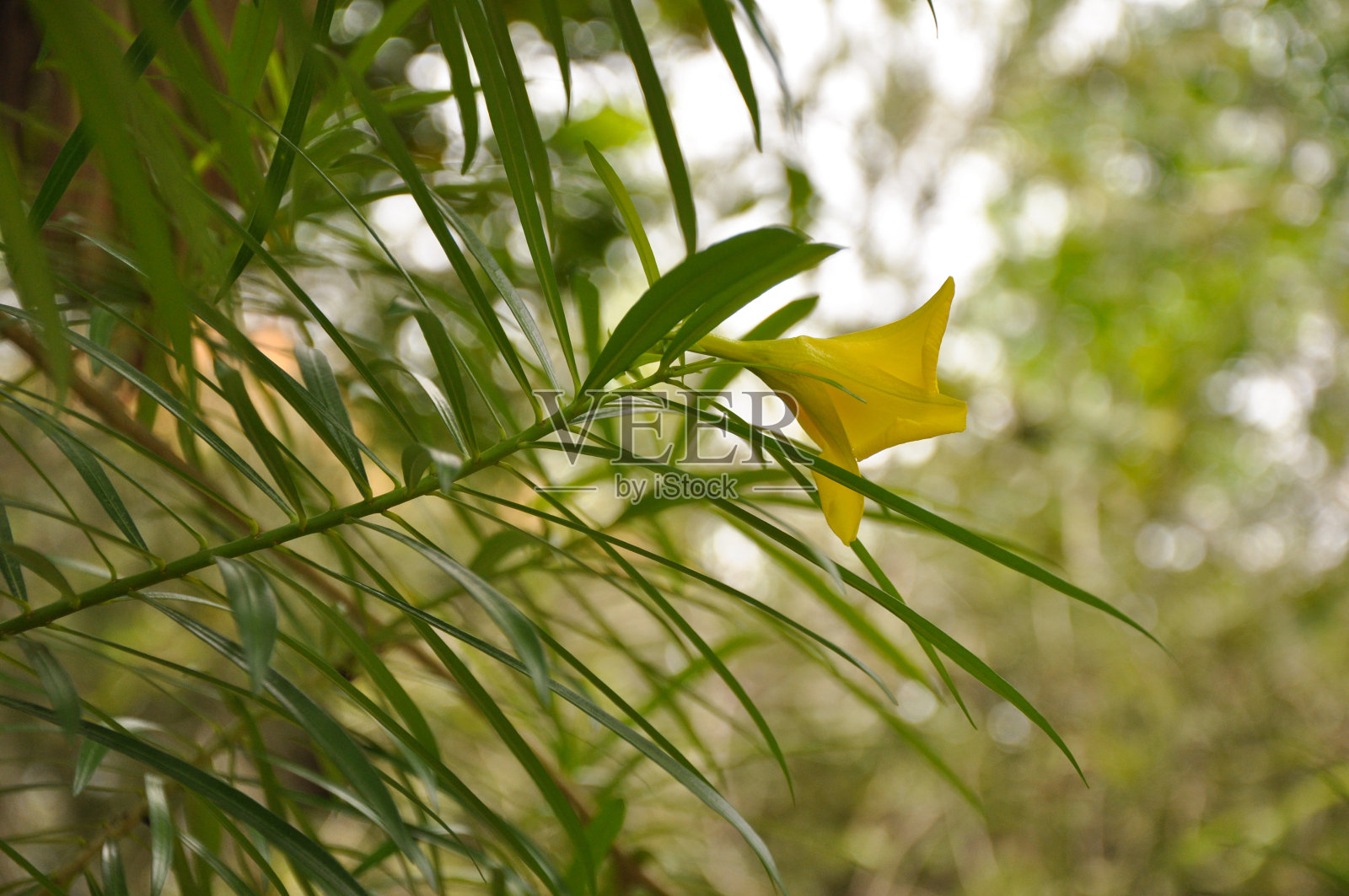 黄色的花和它的绿色叶子照片摄影图片