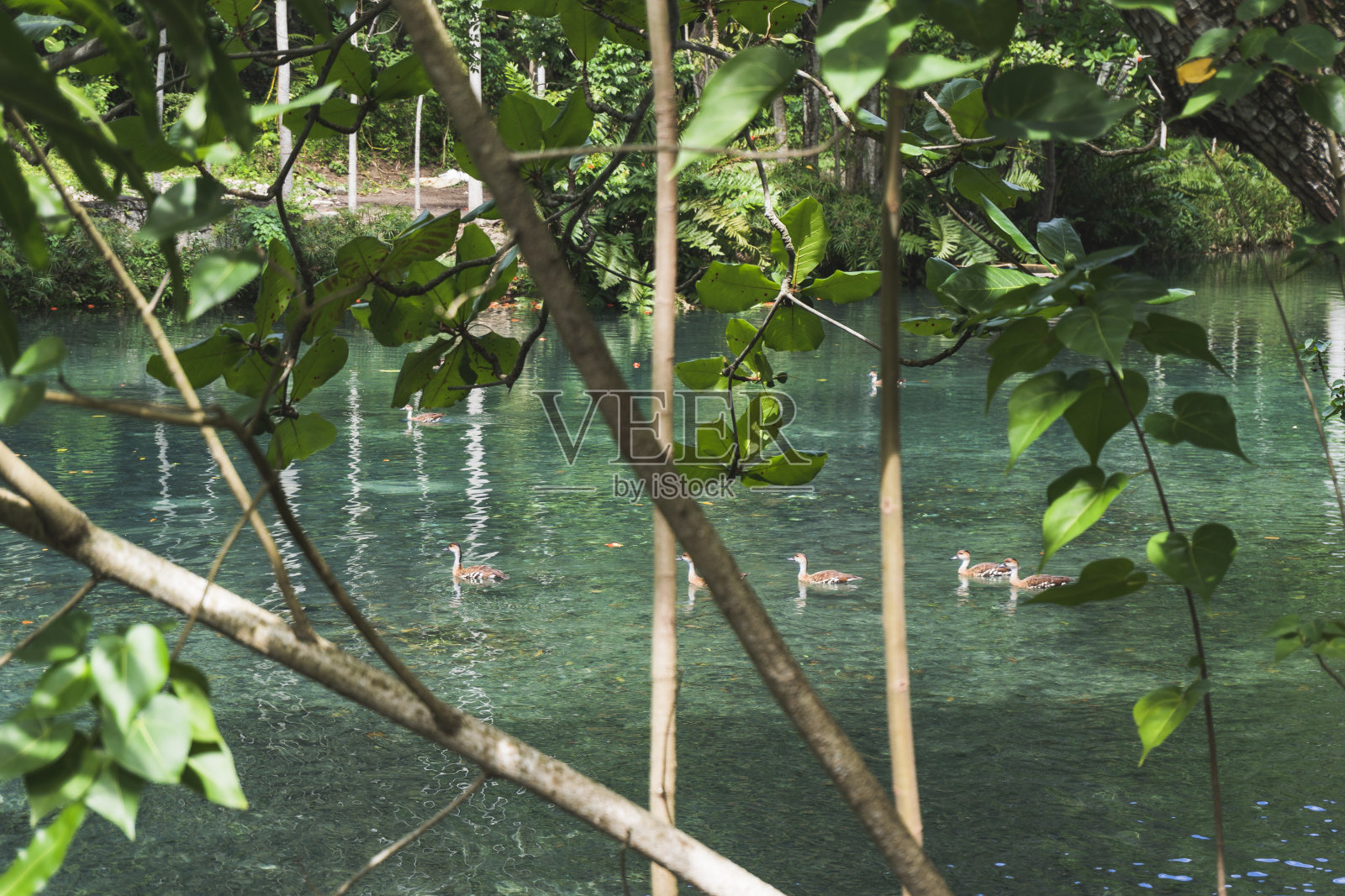 绿树倒映在河流上，背景是蓝色的天空照片摄影图片