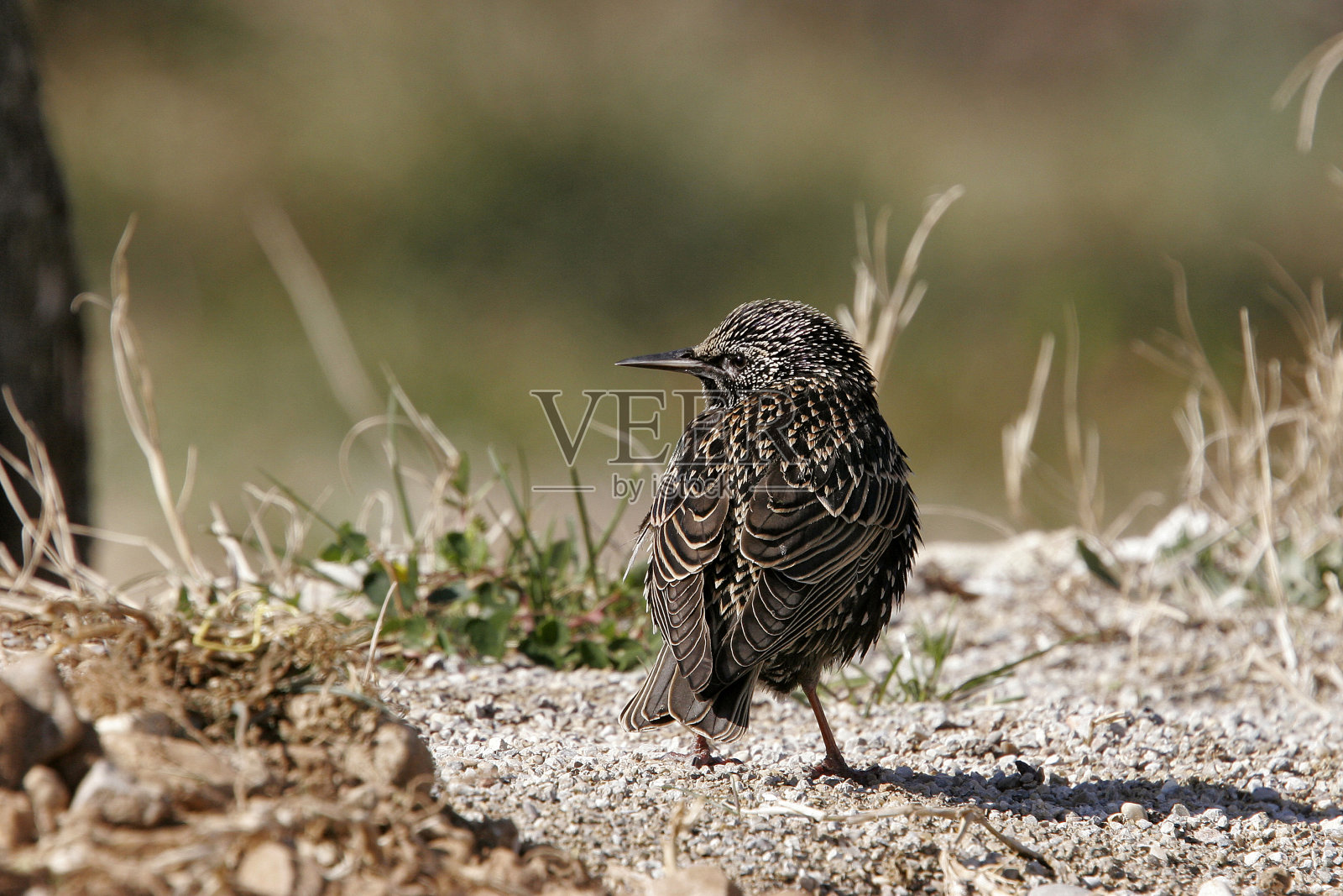 常见的燕八哥照片摄影图片
