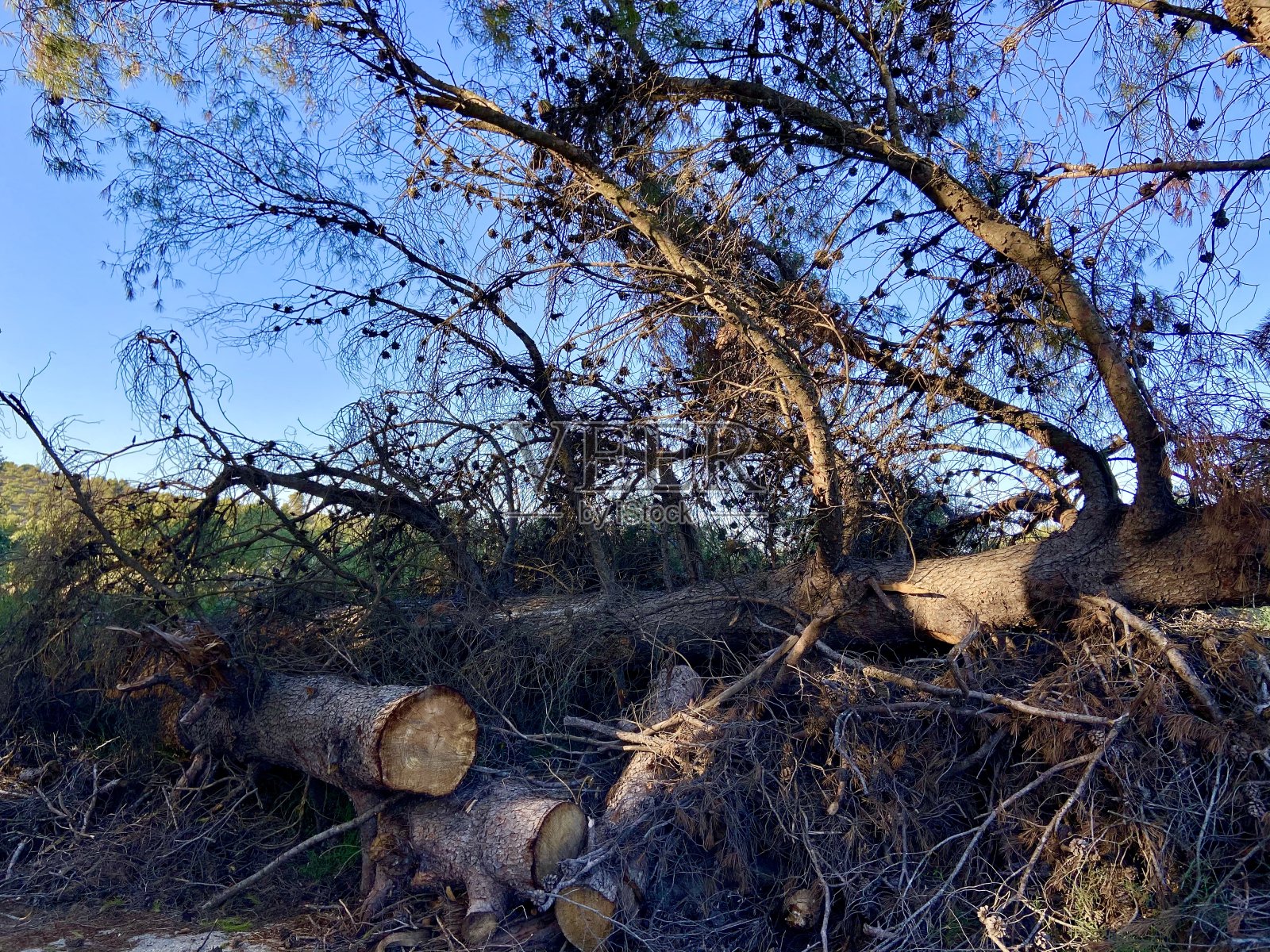 生物多样性照片摄影图片
