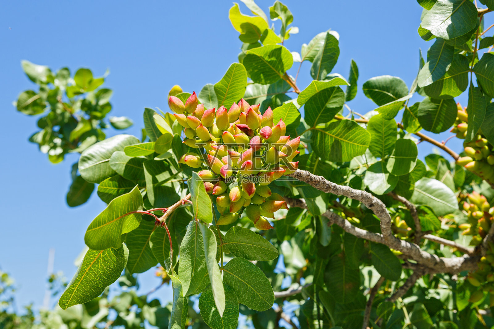 有绿色坚果的开心果树照片摄影图片
