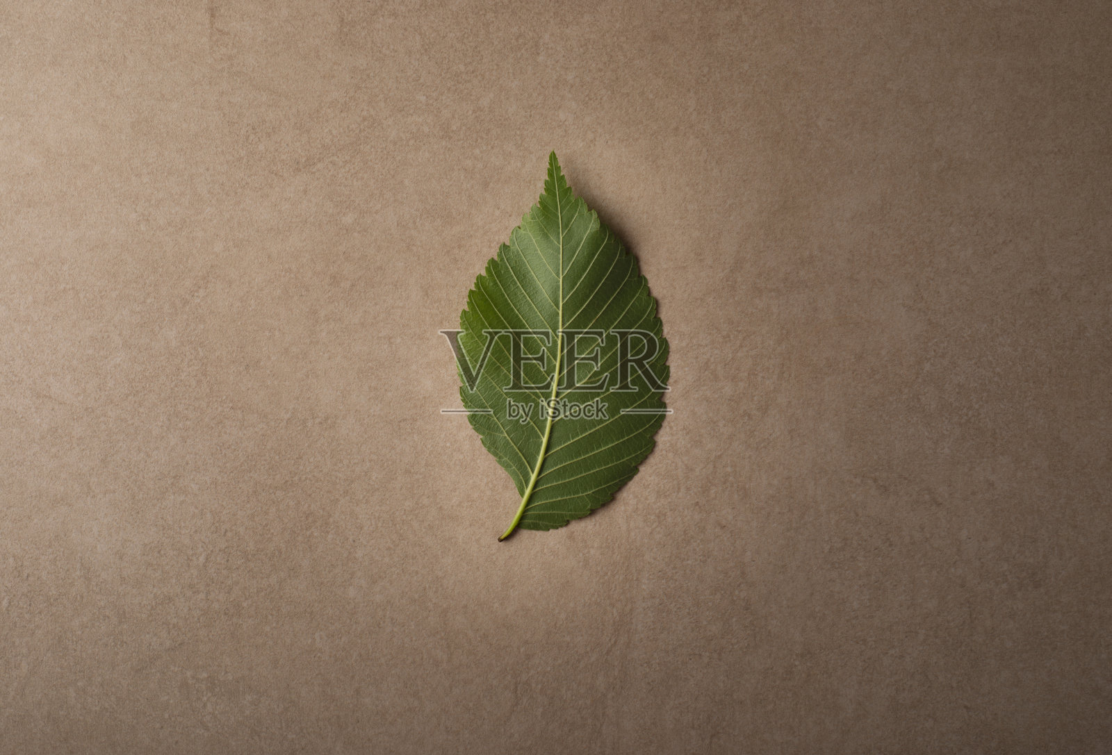 素色石头表面上的绿叶。自然植物，春夏季节概念照片。照片摄影图片