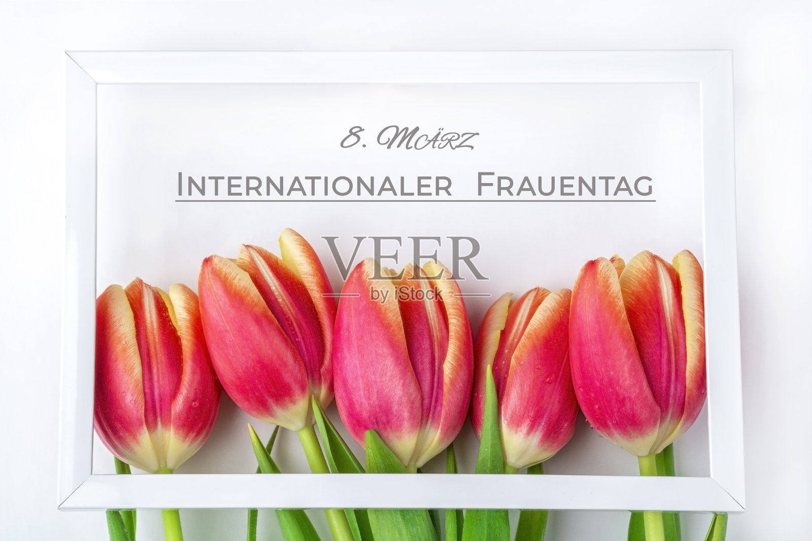国际妇女节浪漫的贺卡与框架和春天的郁金香花在白色的背景。3月8日文本用德语书写和翻译。平面放置卡片布局，文本复制空间。照片摄影图片