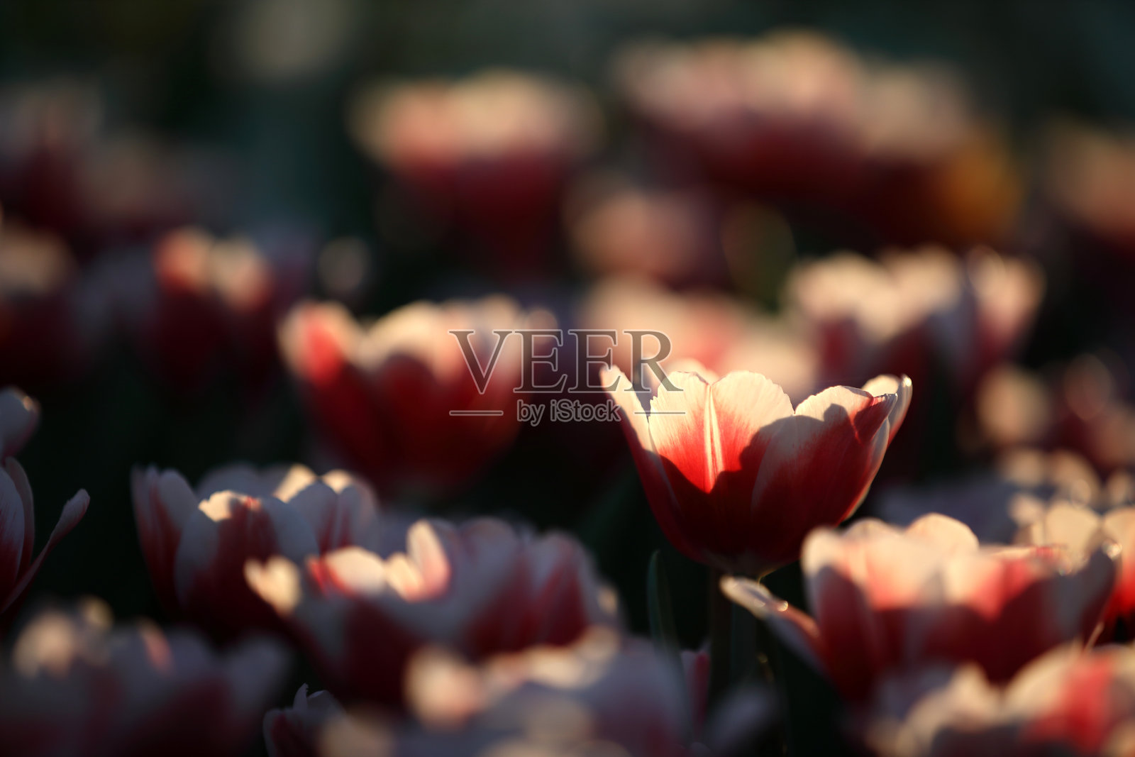 郁金香与水滴的特写照片摄影图片