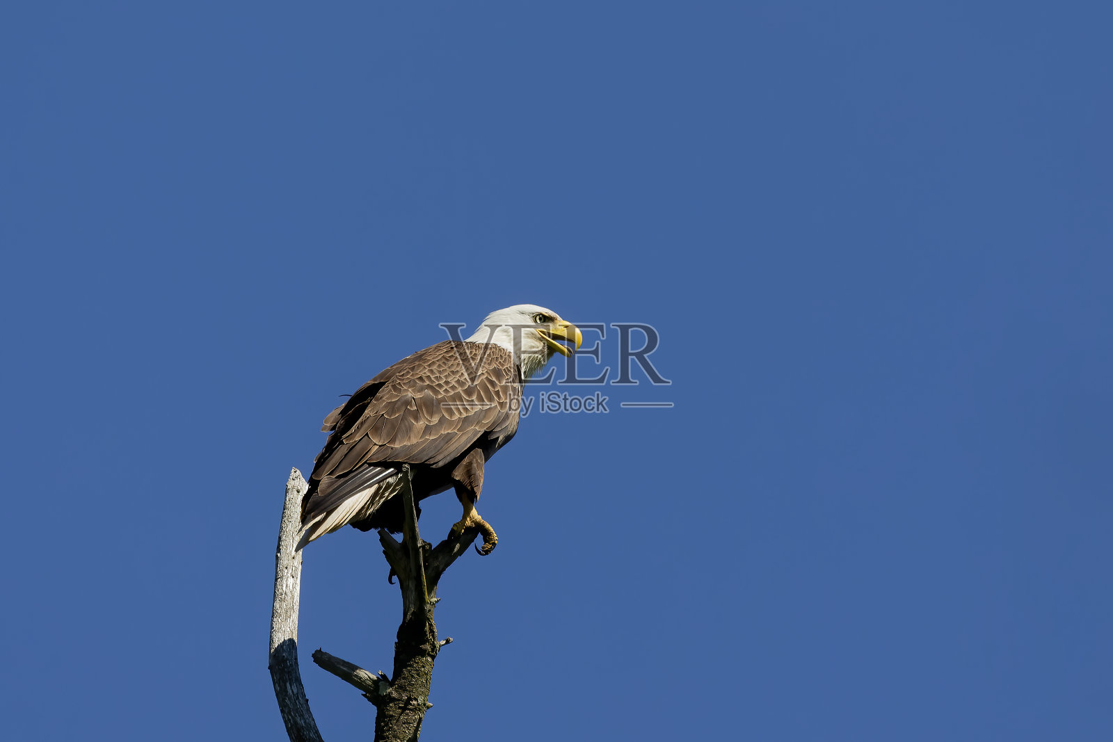 雌秃鹰坐在巢附近照片摄影图片
