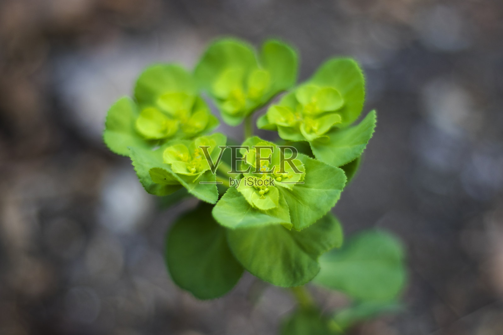 绿色是大自然的颜色。春天有植物和叶子。绿色背景。自然背景。照片摄影图片
