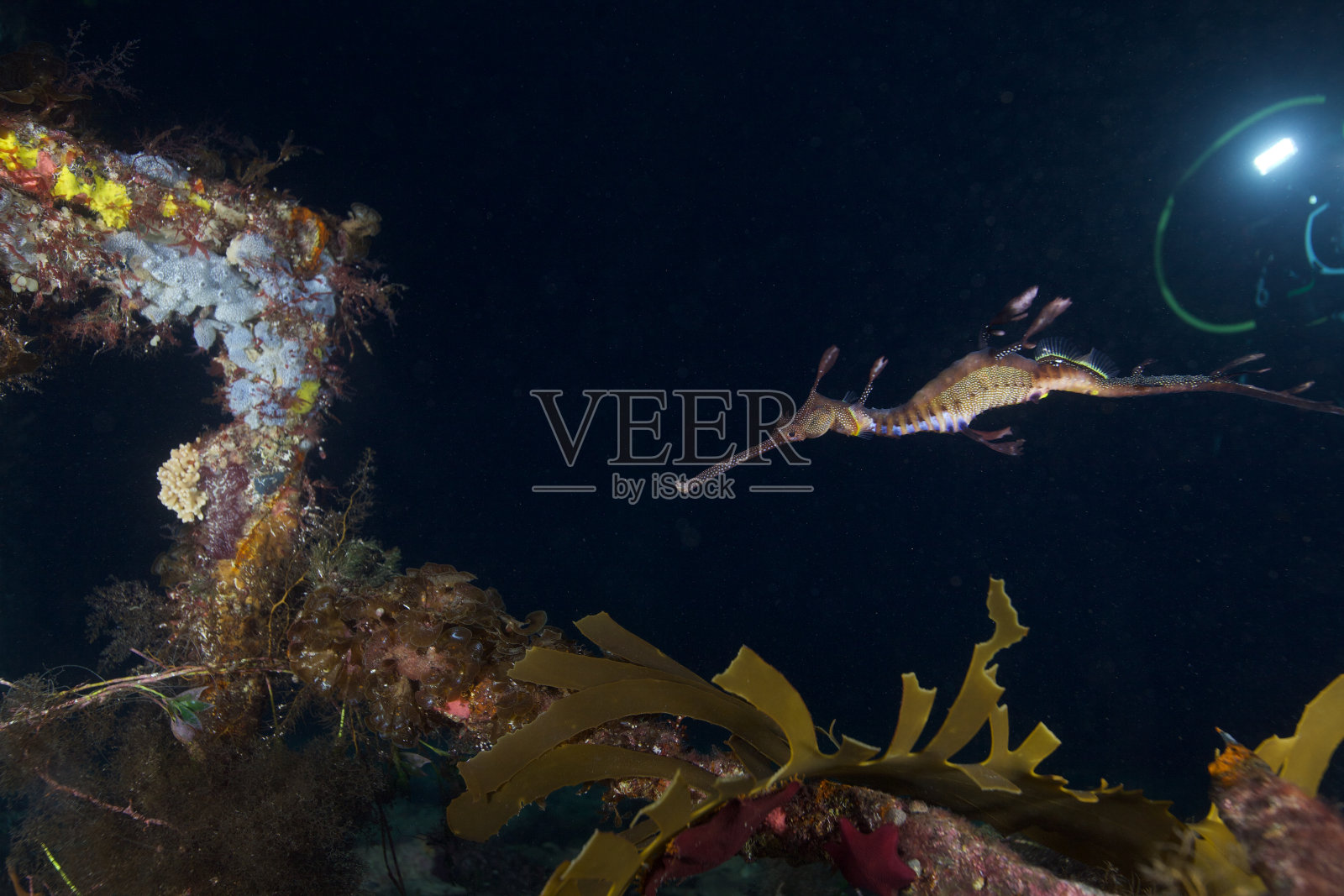 龙照片摄影图片