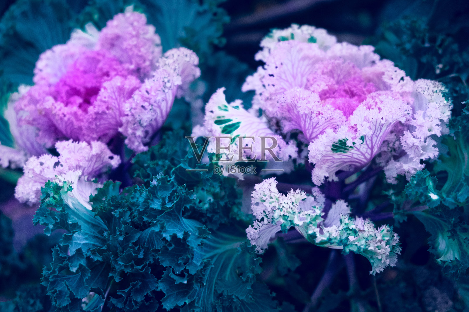 花椰菜的一种有粉红色花的观赏卷心菜。照片摄影图片