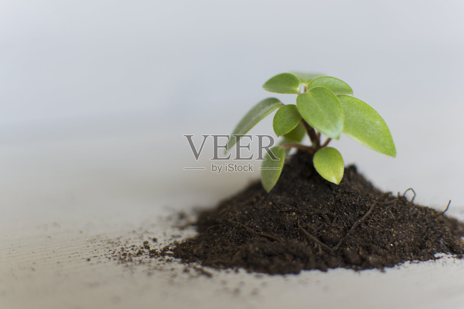 在地里发芽。一堆泥土，一个新生命由此而生。环境保护的概念。照片摄影图片