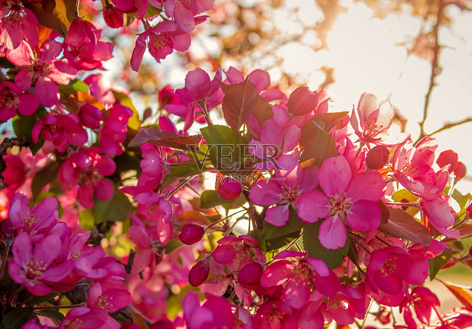粉红色的花盛开在春天照片摄影图片