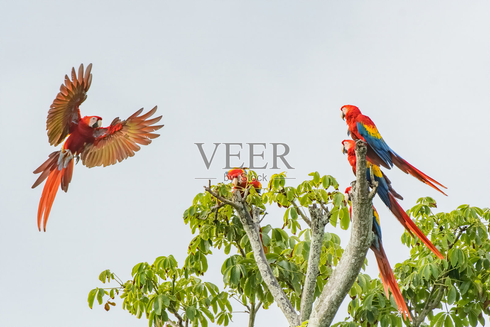 一只色彩鲜艳的猩红色金刚鹦鹉准备着陆。照片摄影图片